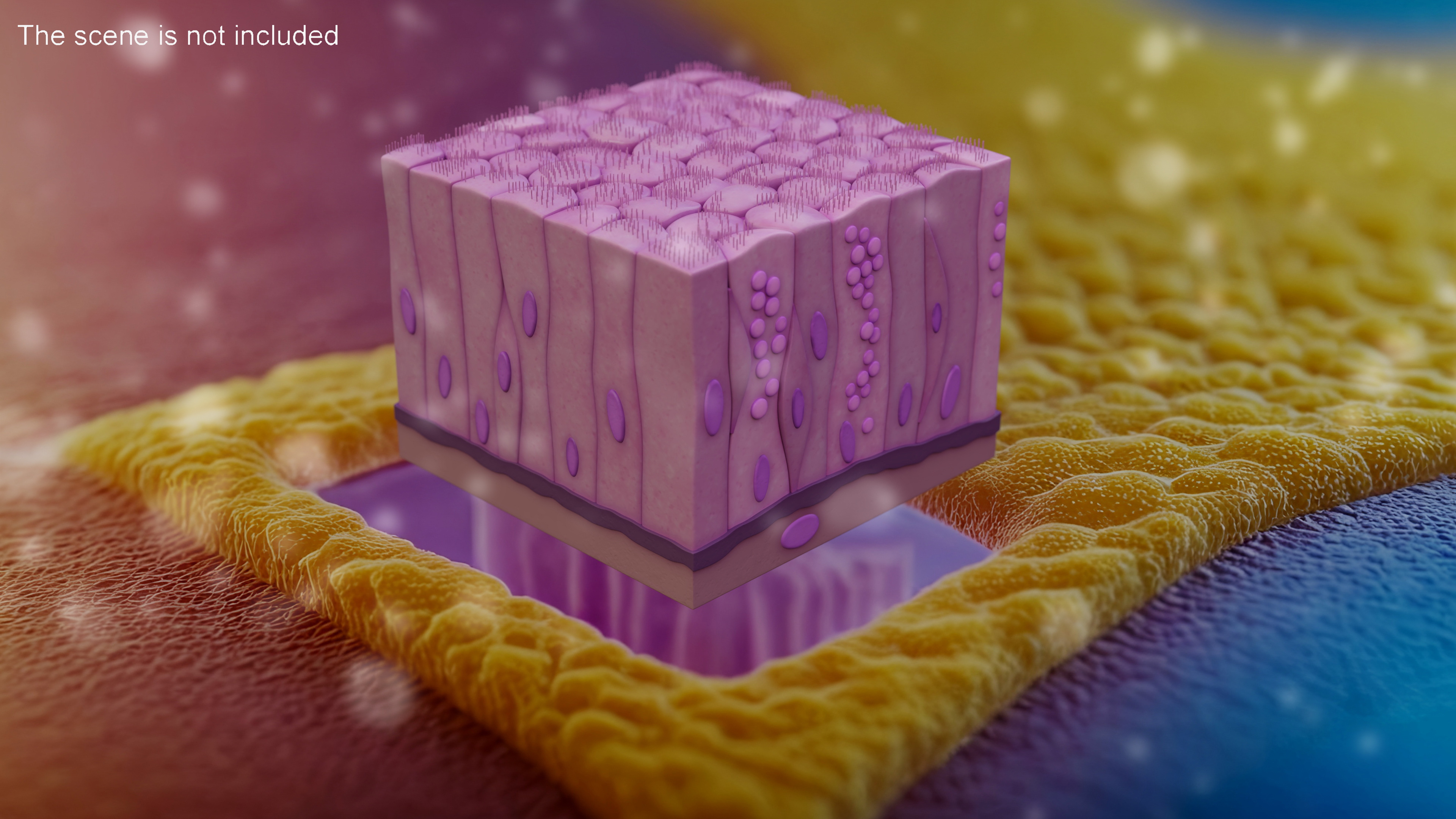 Ciliated Epithelium 3D model