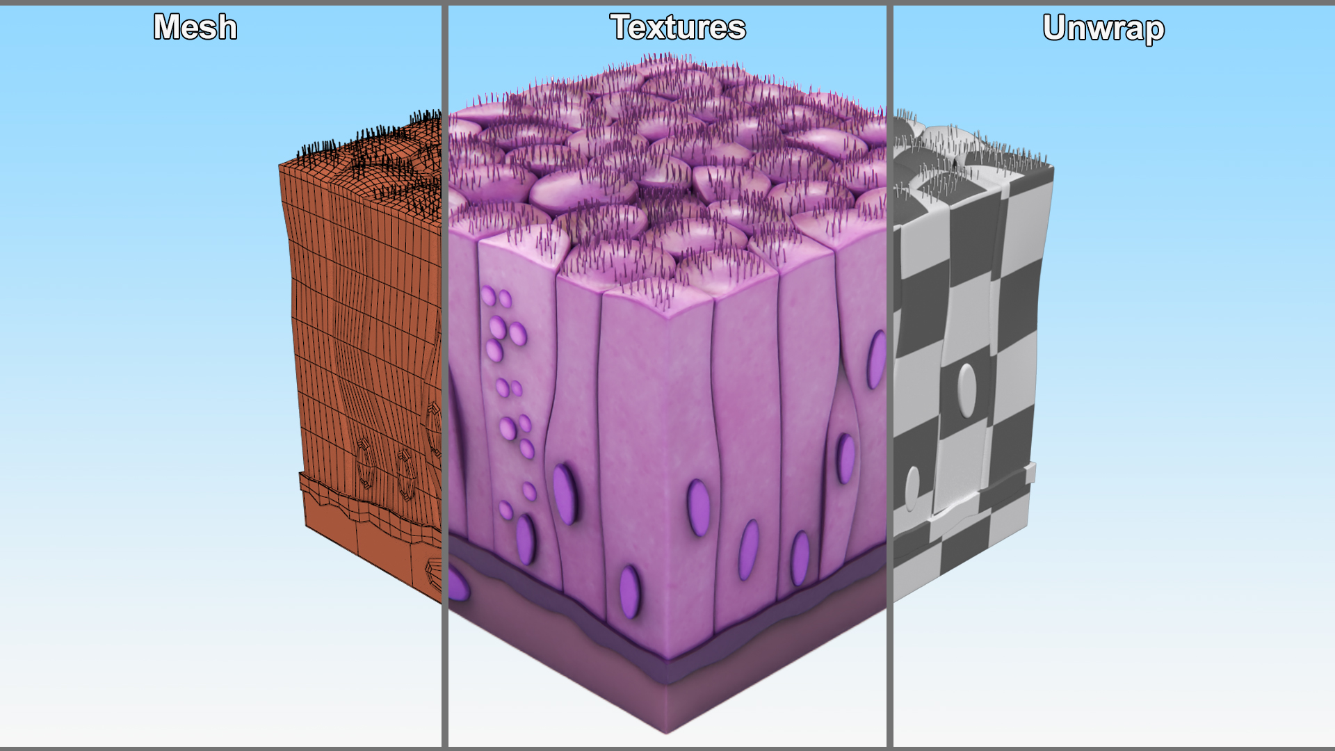 Ciliated Epithelium 3D model