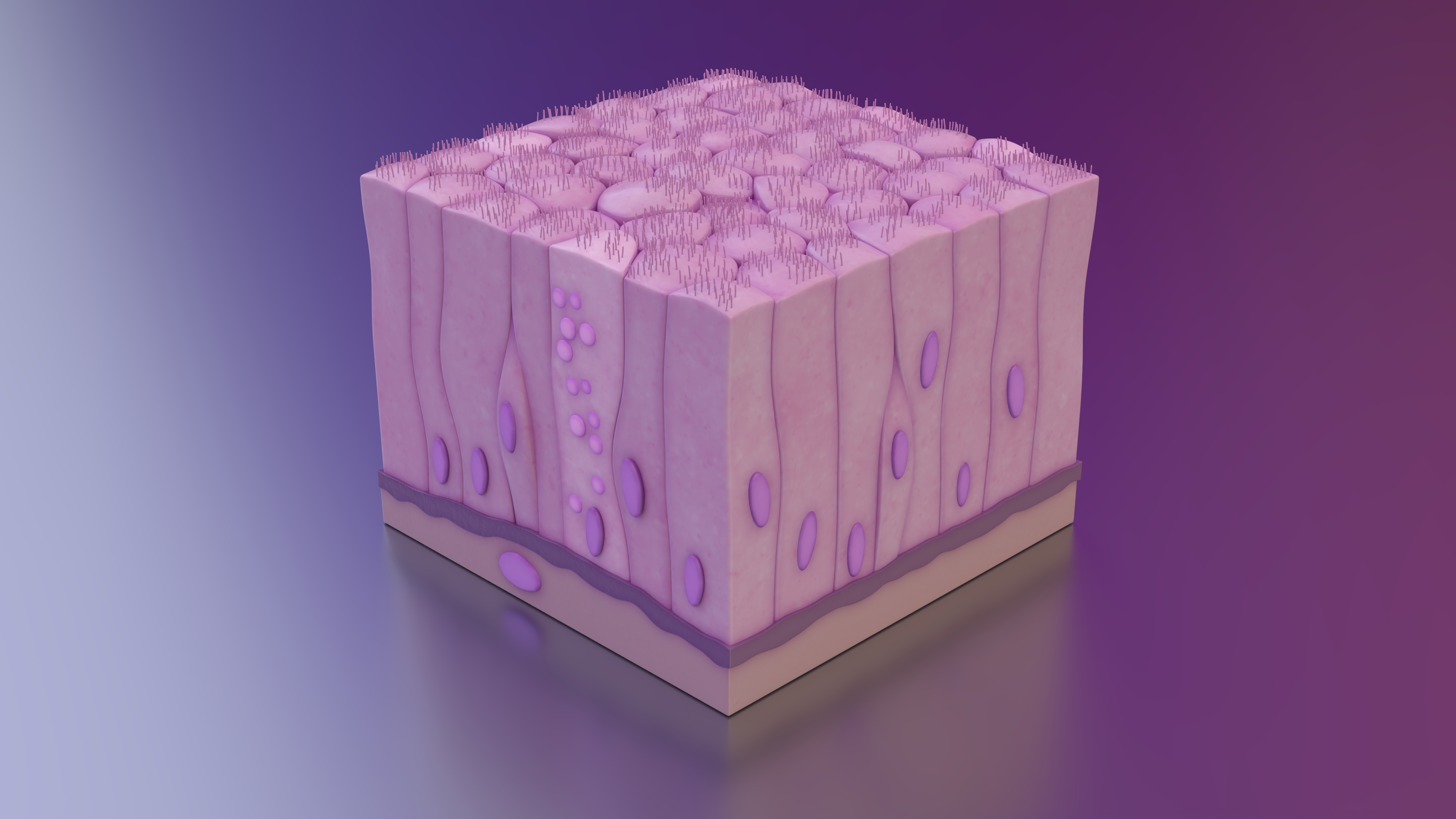 Ciliated Epithelium 3D model