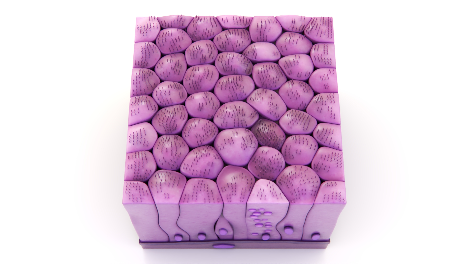 Ciliated Epithelium 3D model