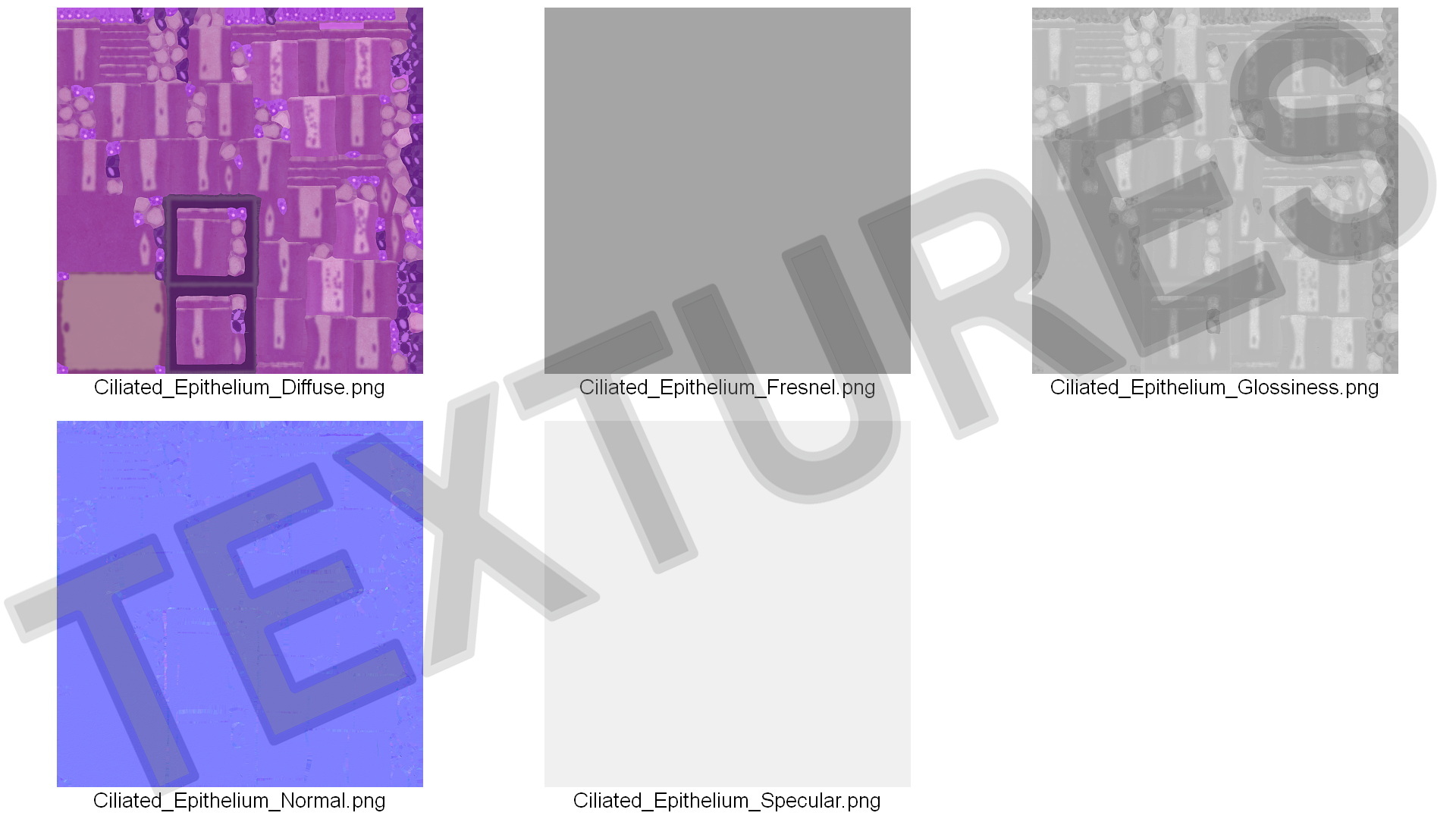 Ciliated Epithelium 3D model