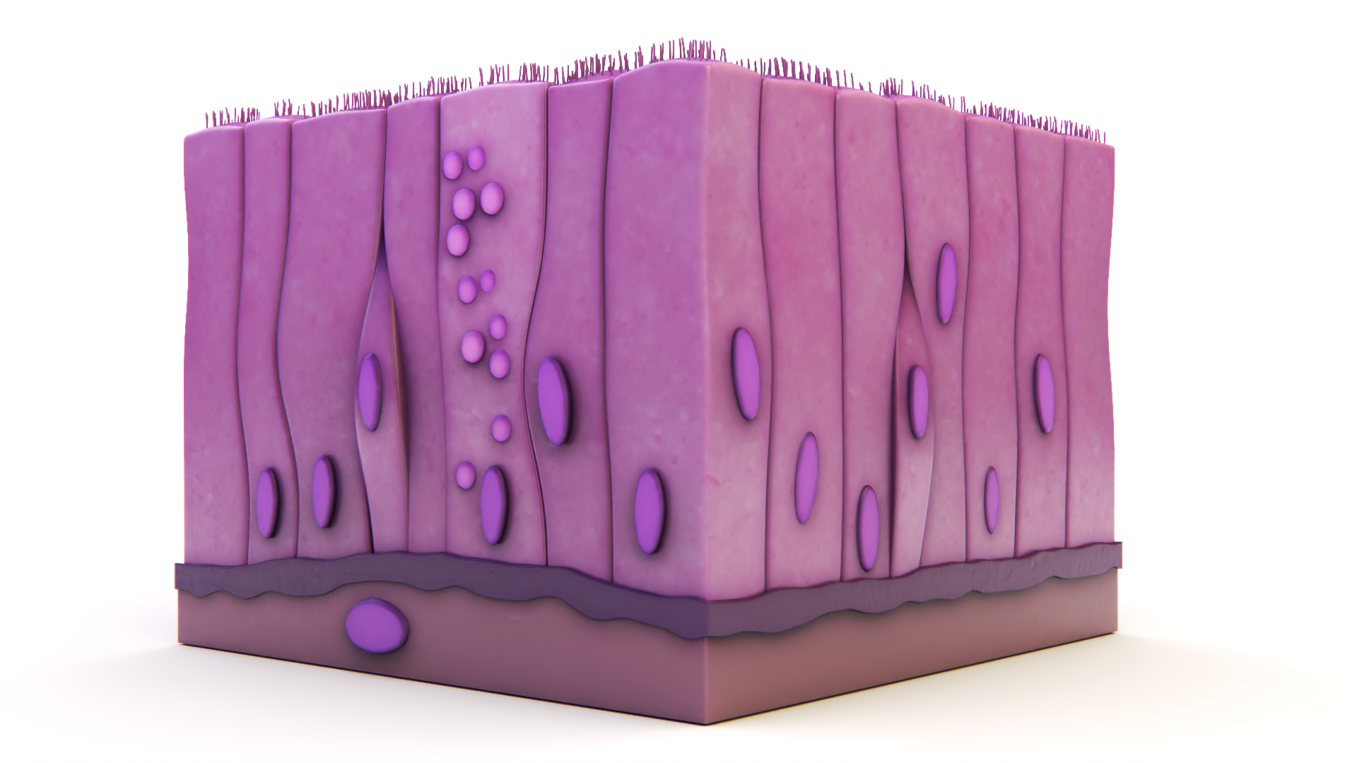 Ciliated Epithelium 3D model