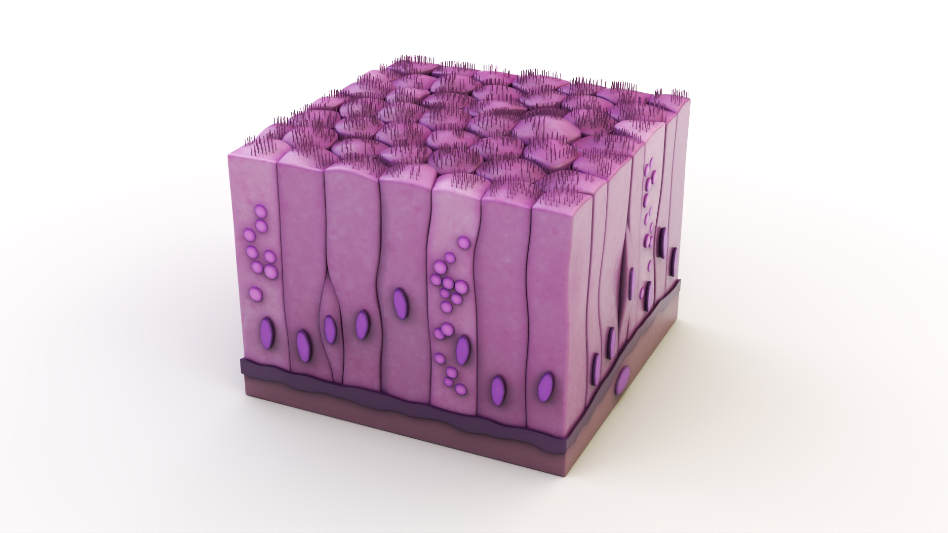 Ciliated Epithelium 3D model
