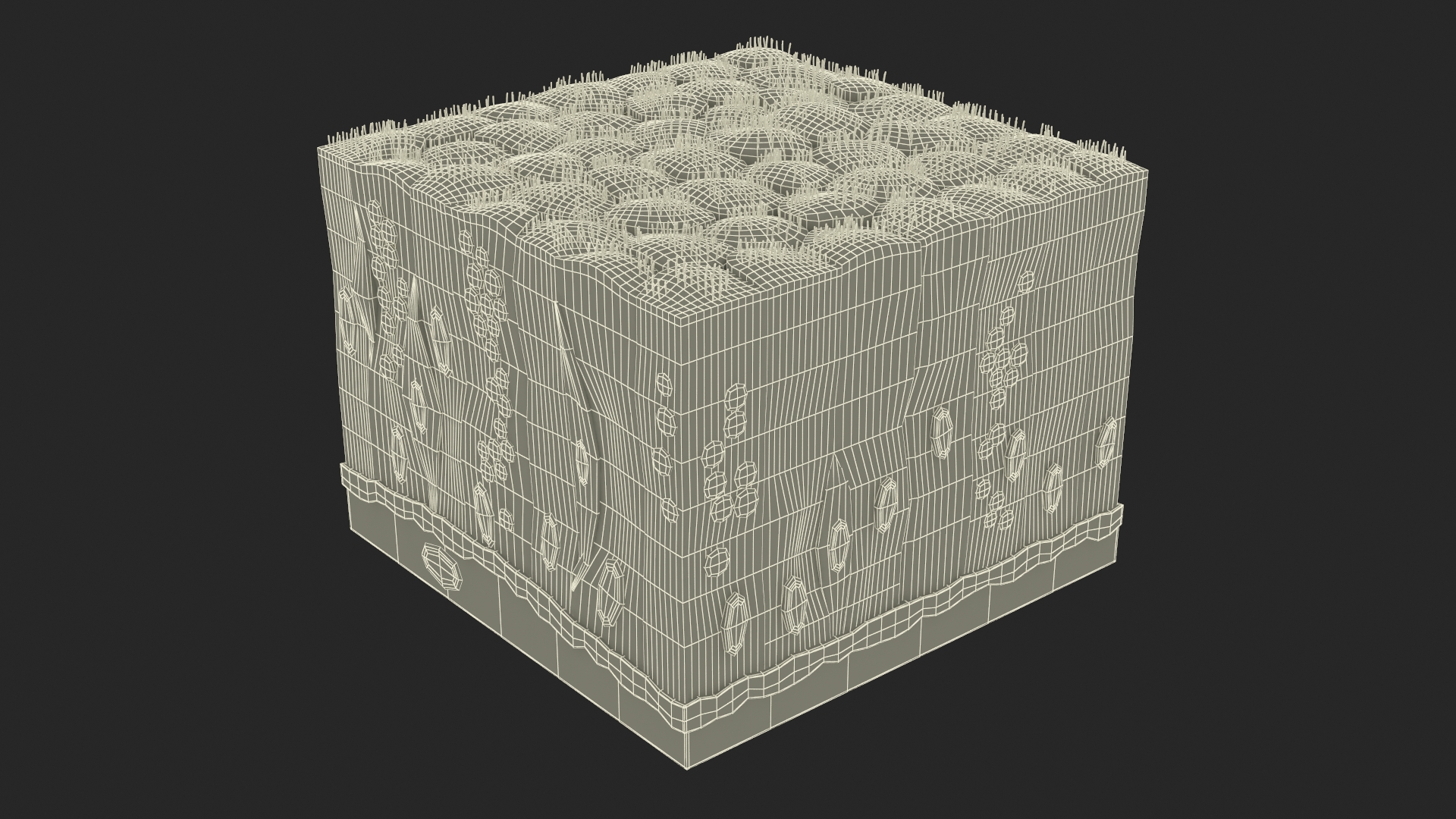 Ciliated Epithelium 3D model