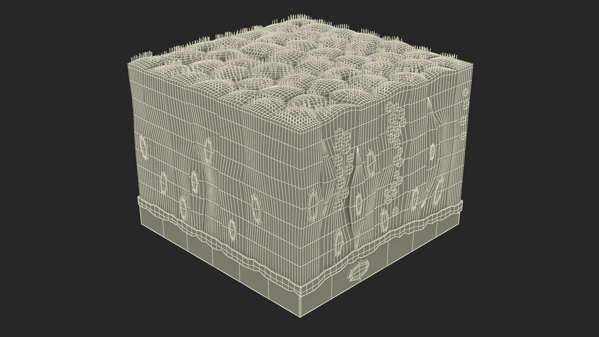 Ciliated Epithelium 3D model
