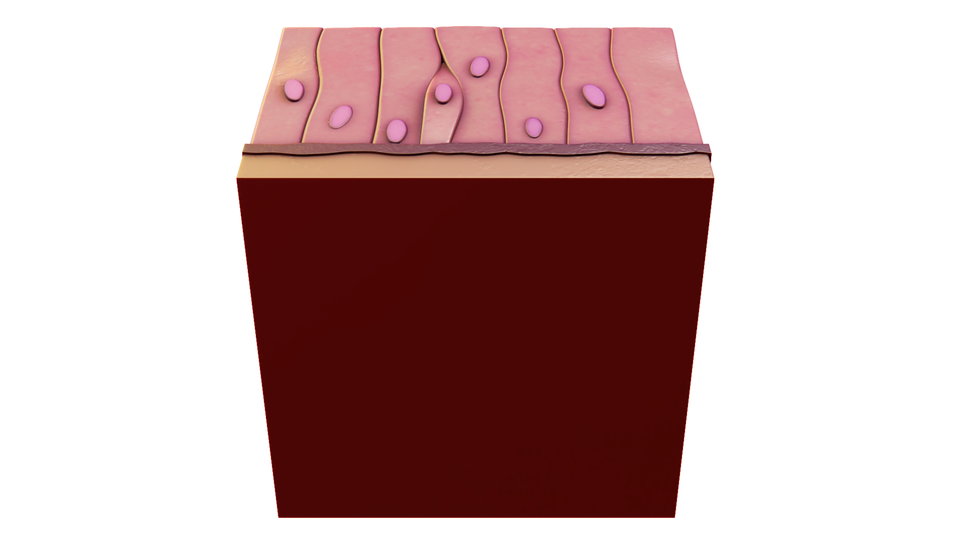 Ciliated Epithelium 3D model