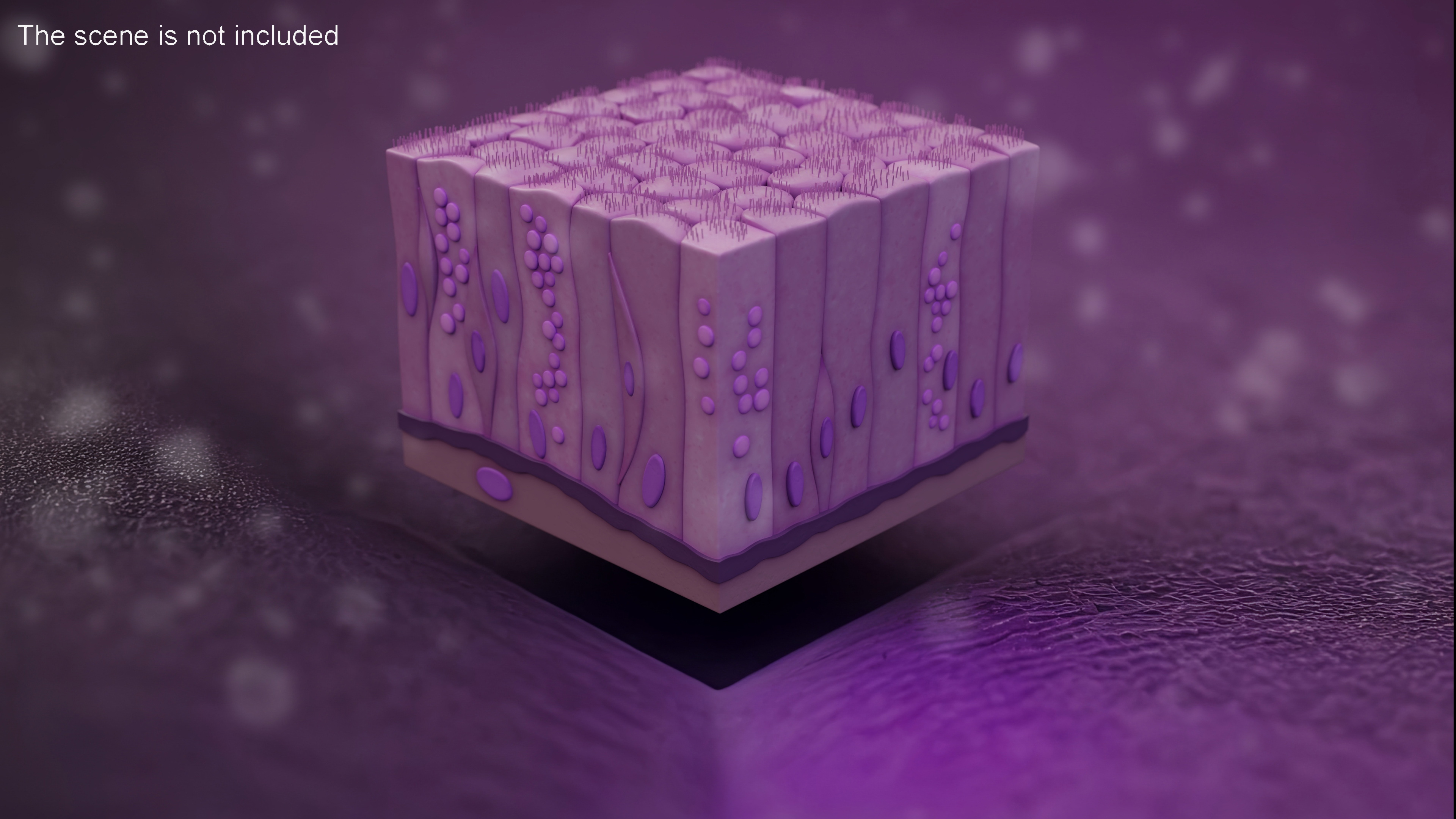 Ciliated Epithelium 3D model