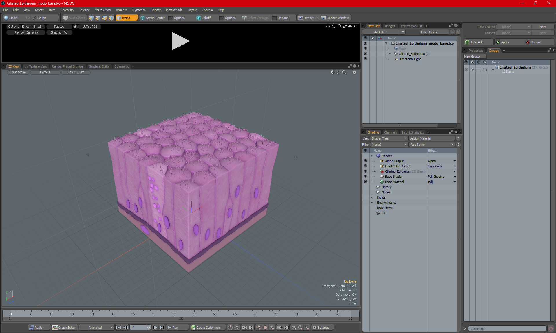 Ciliated Epithelium 3D model