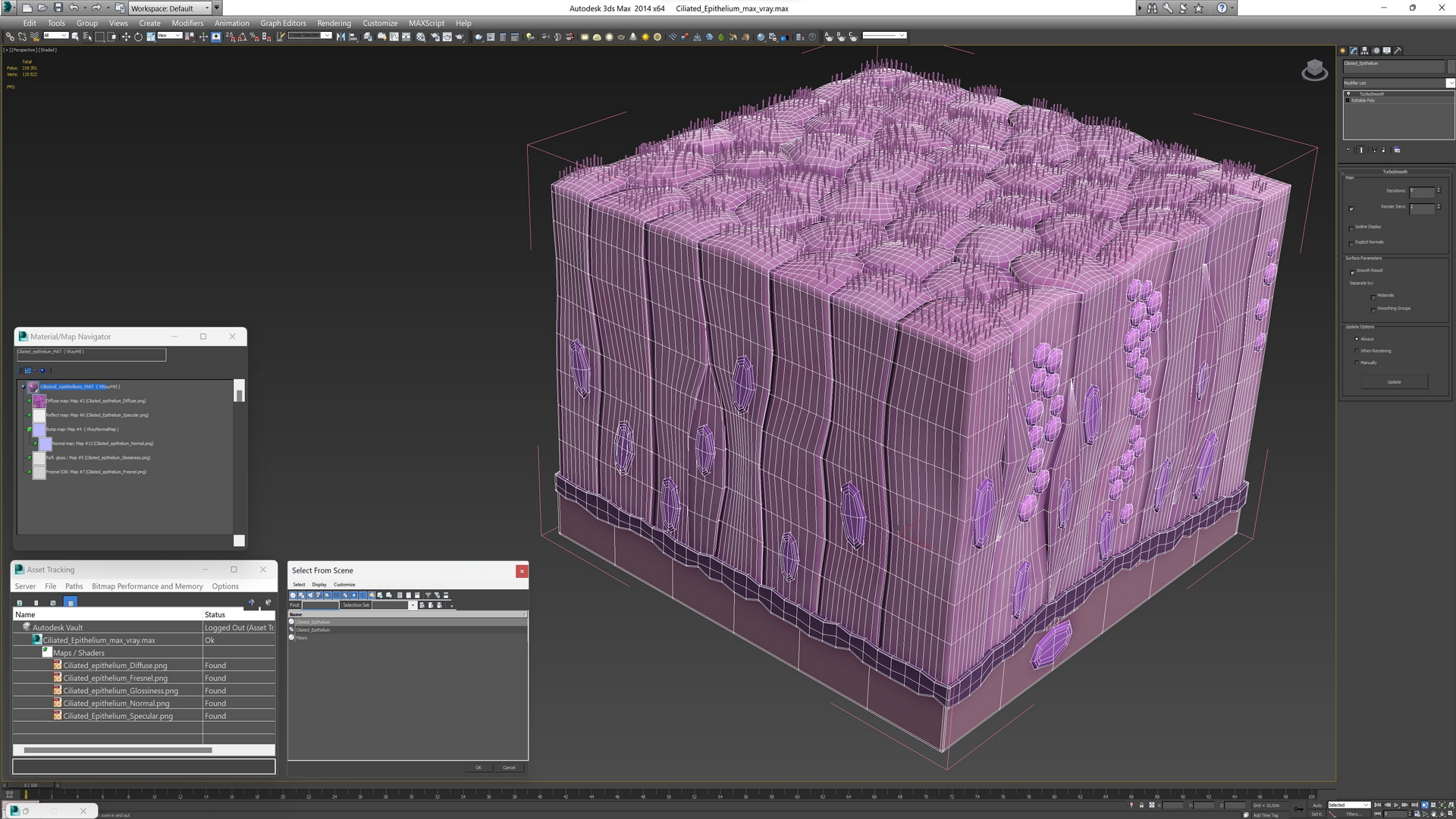 Ciliated Epithelium 3D model