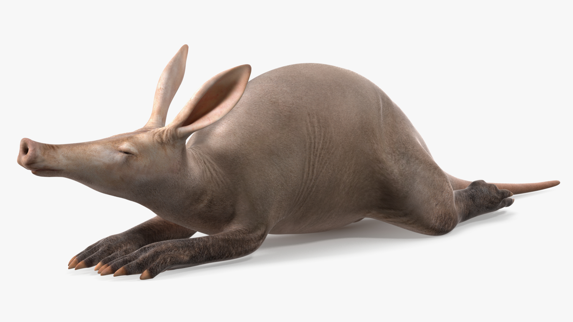 3D Orycteropus Afer Rigged model