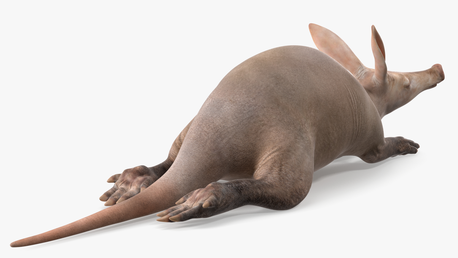 3D Orycteropus Afer Rigged model