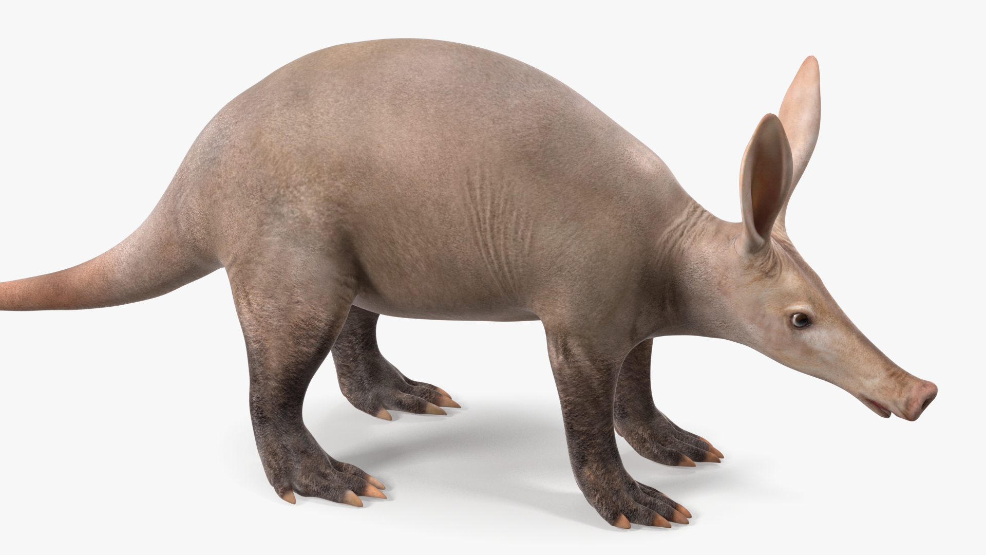 3D Orycteropus Afer Rigged model