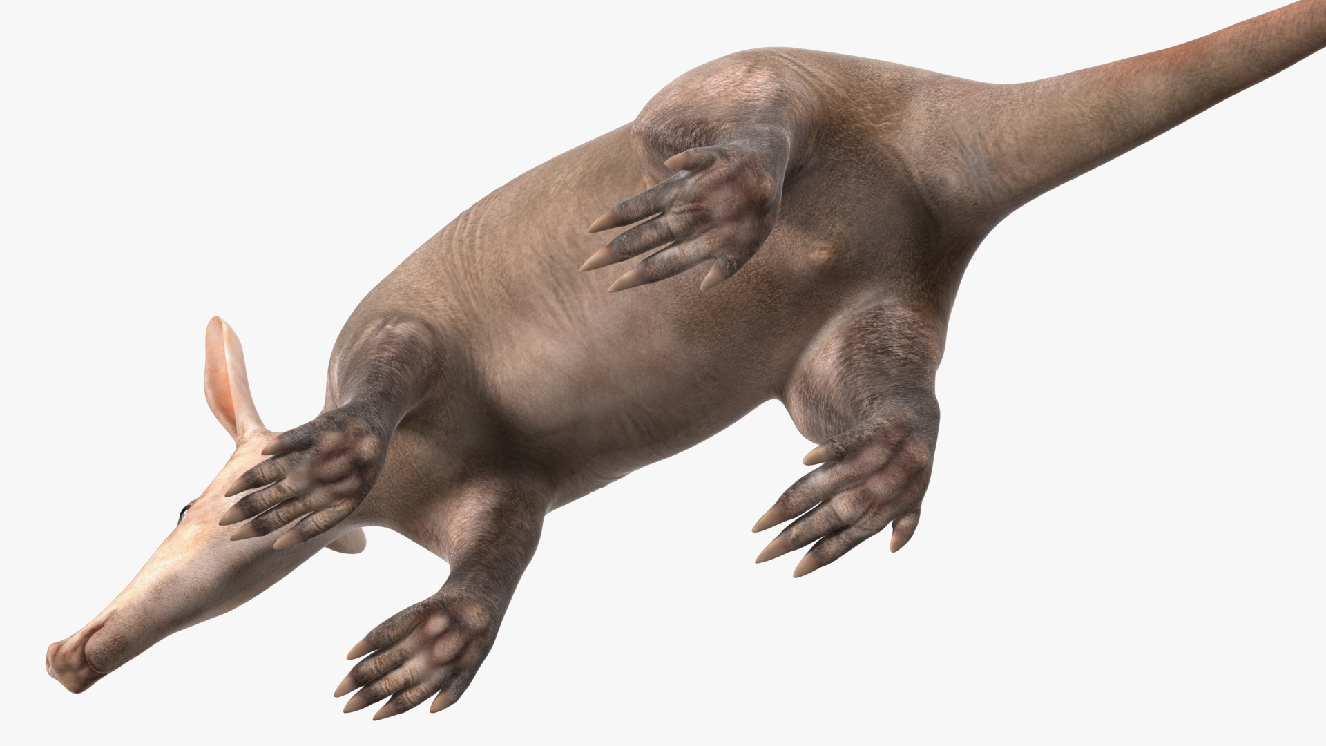 3D Orycteropus Afer Rigged model
