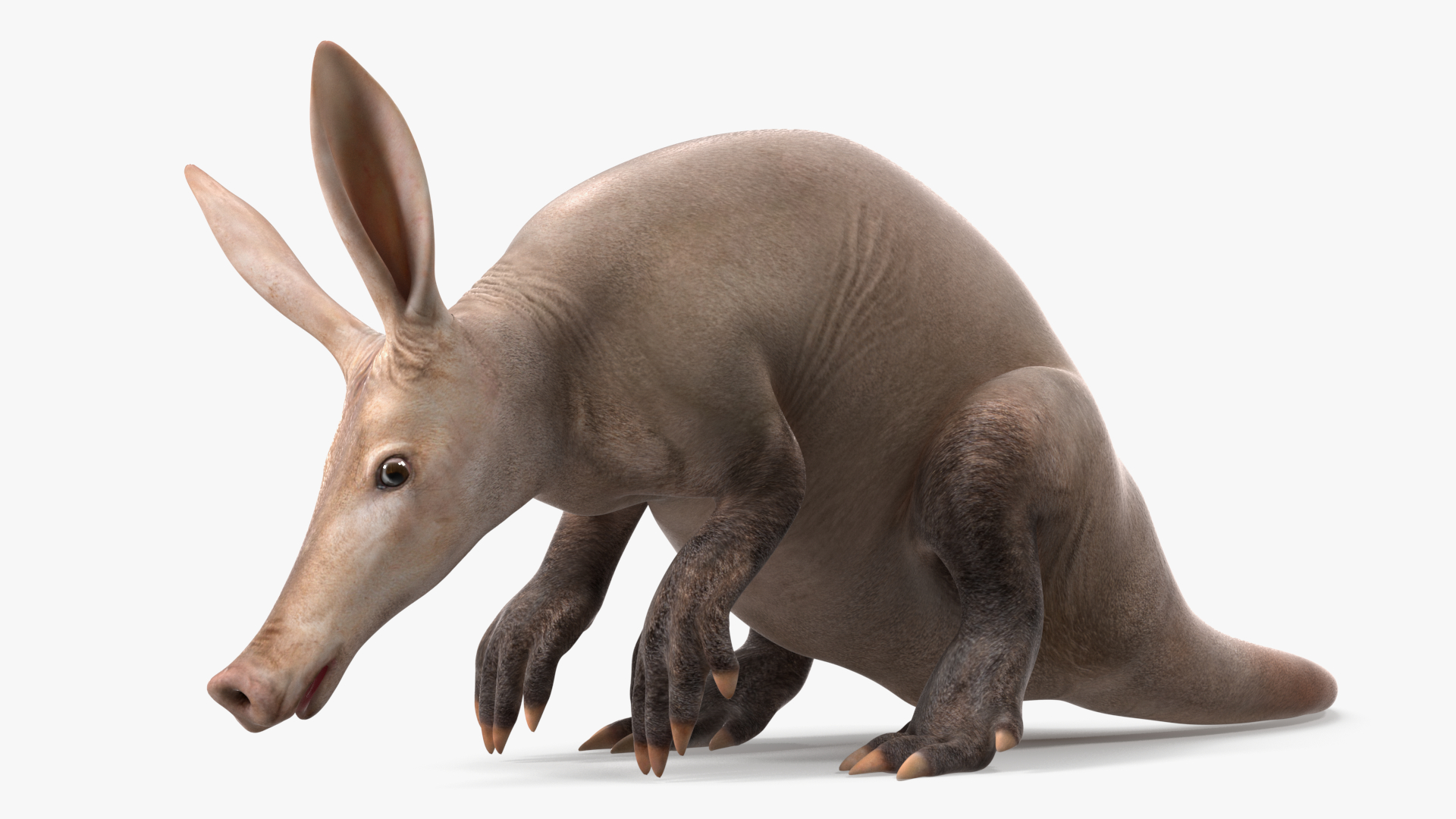 3D Orycteropus Afer Rigged model