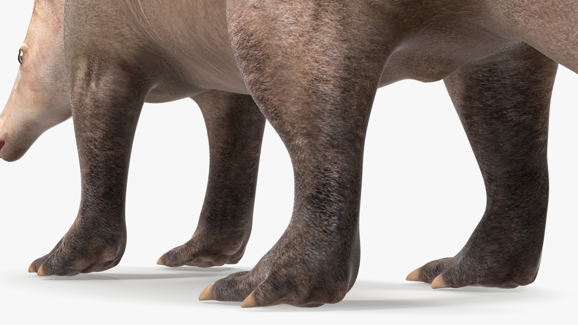 3D Orycteropus Afer Rigged model
