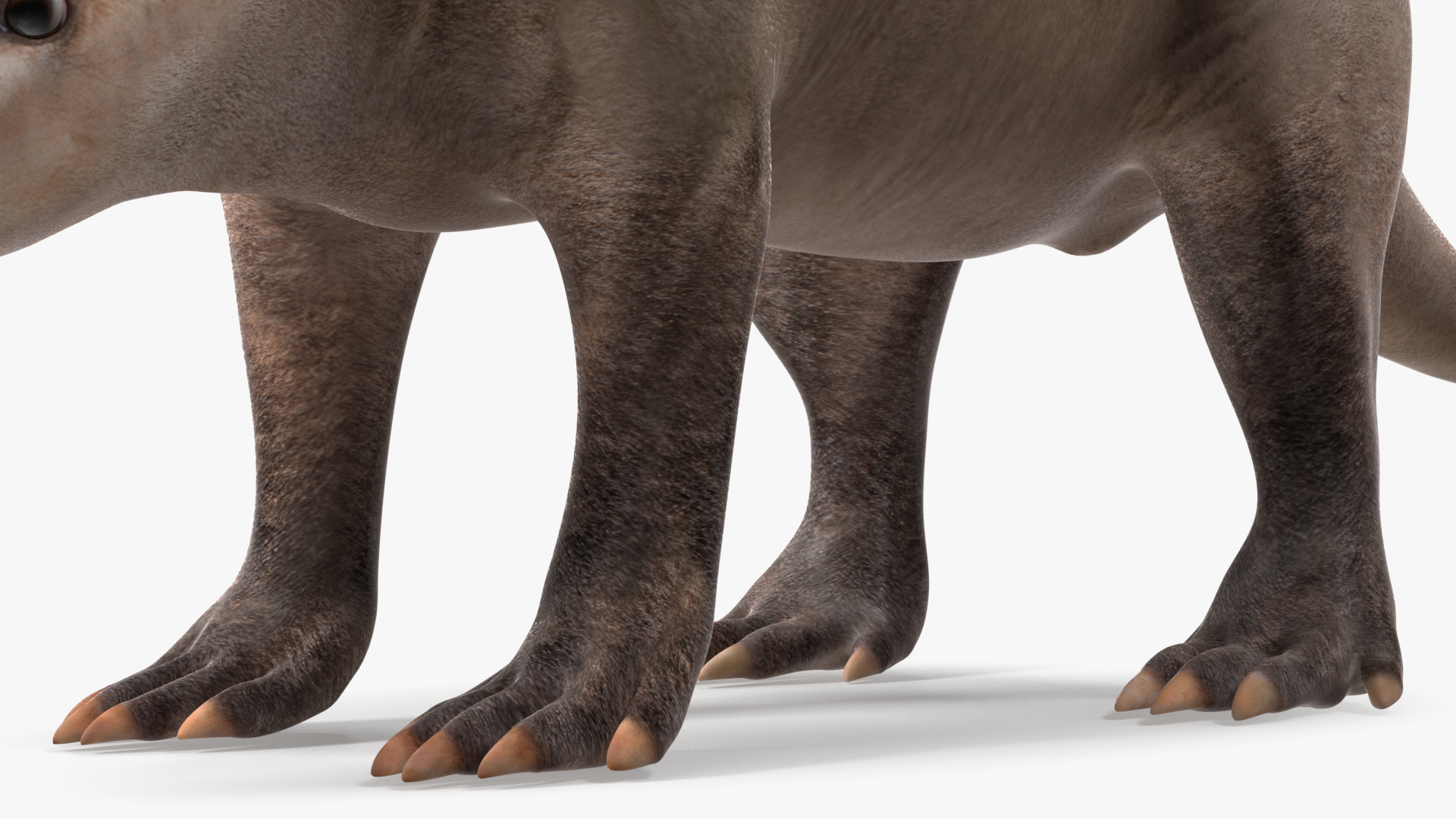 3D Orycteropus Afer Rigged model