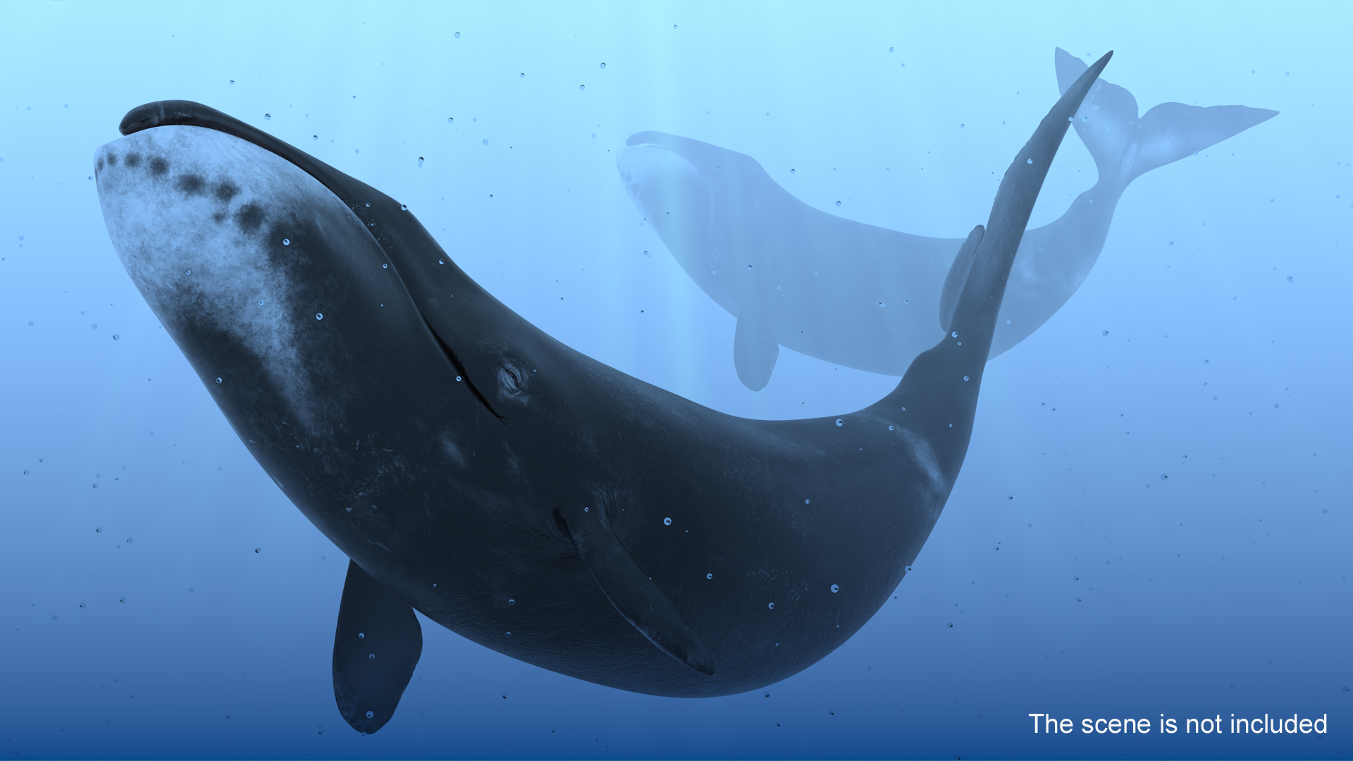3D Bowhead Whale Swimming Pose Fur