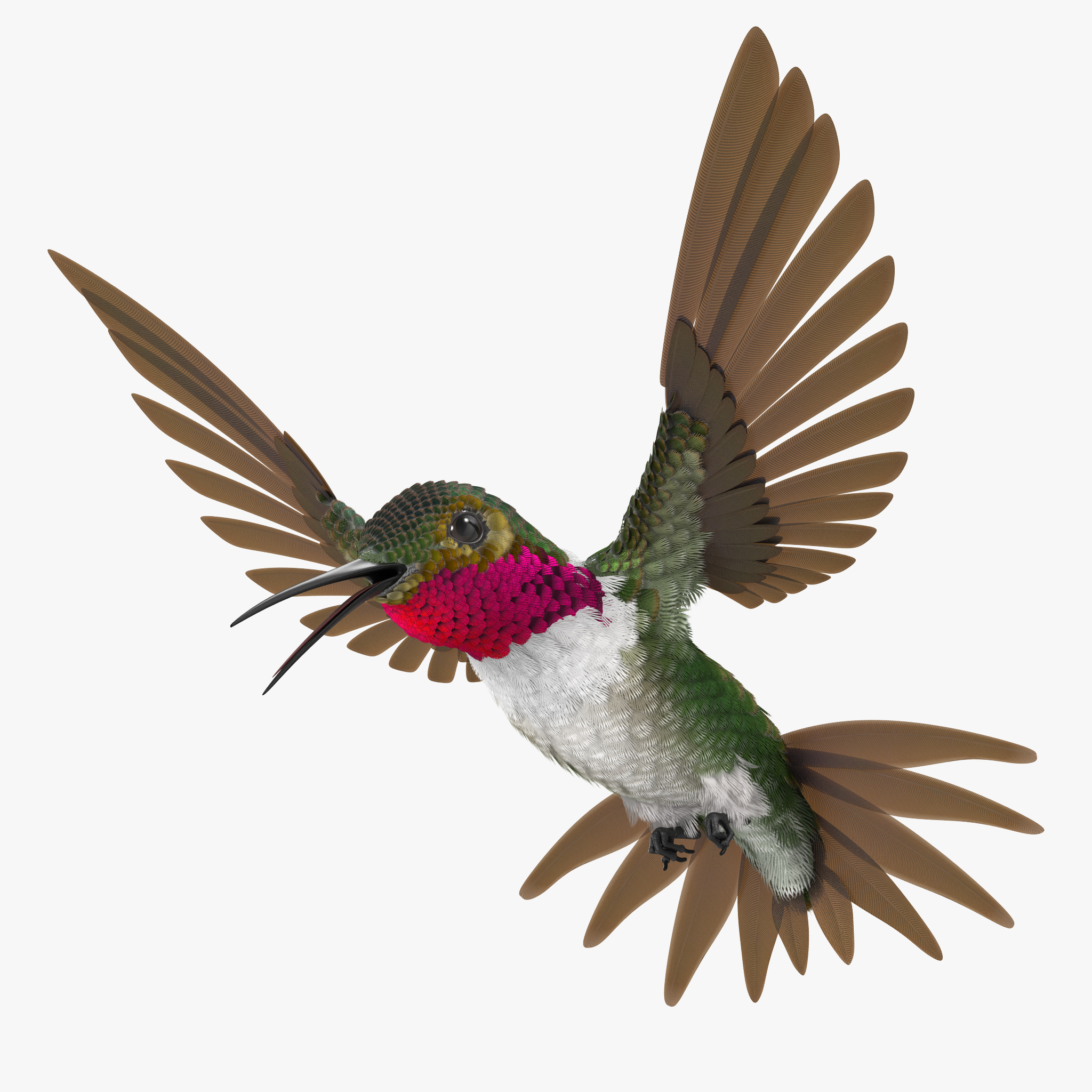 Broad Tailed Hummingbird, view 6
