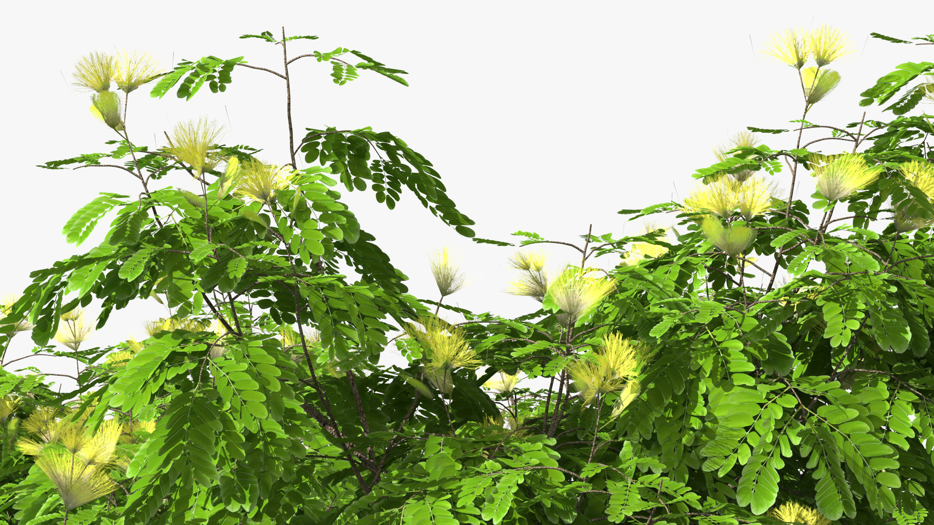 Albizia Lebbeck Blooming 3D model