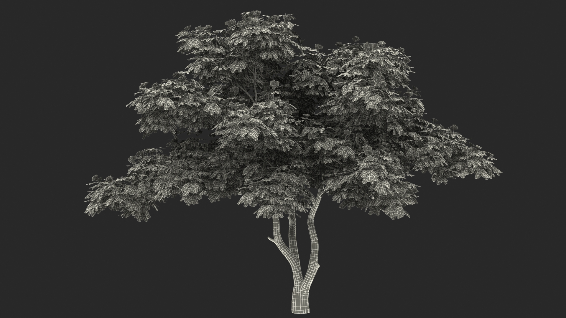 Albizia Lebbeck Blooming 3D model