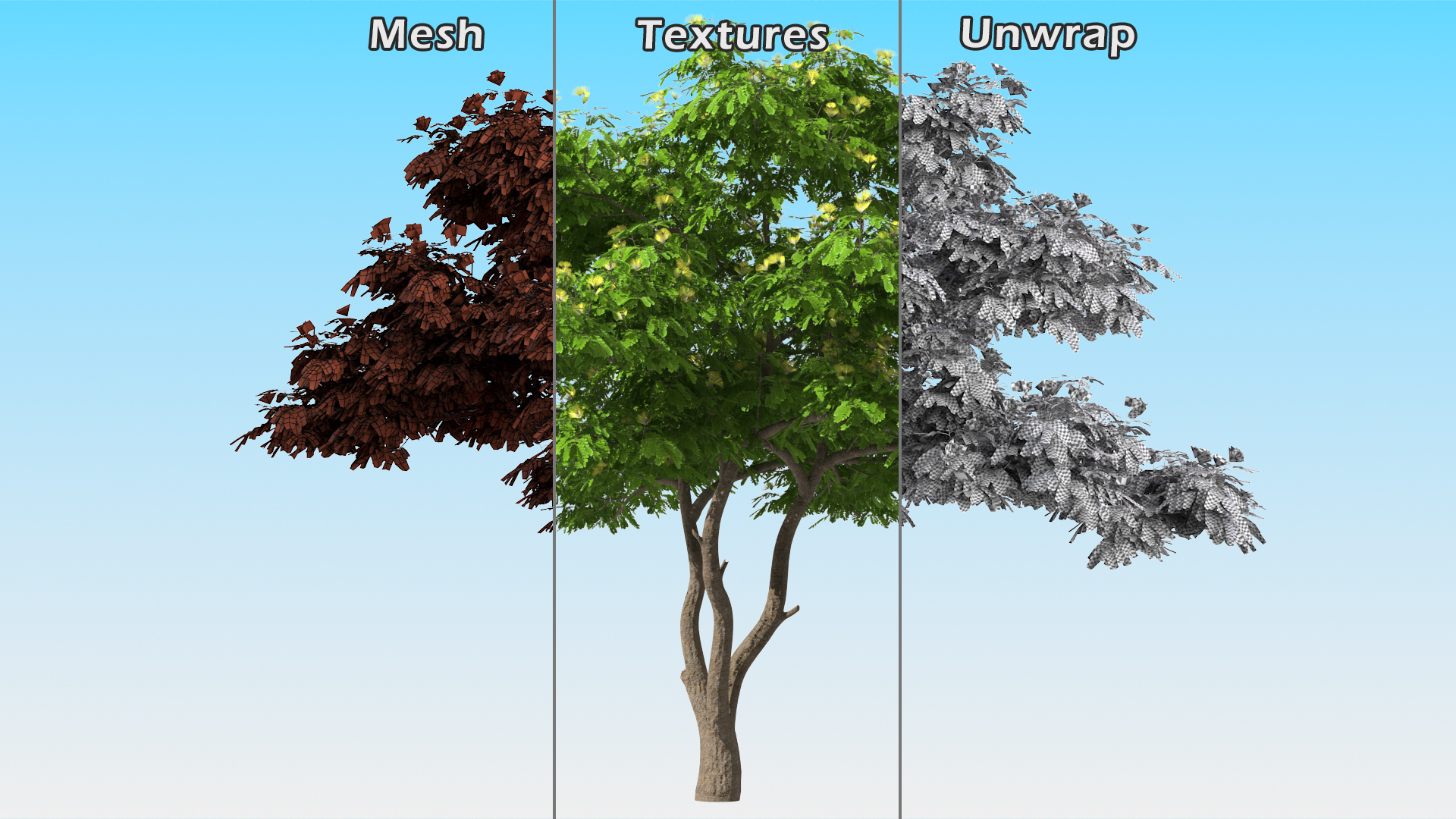 Albizia Lebbeck Blooming 3D model