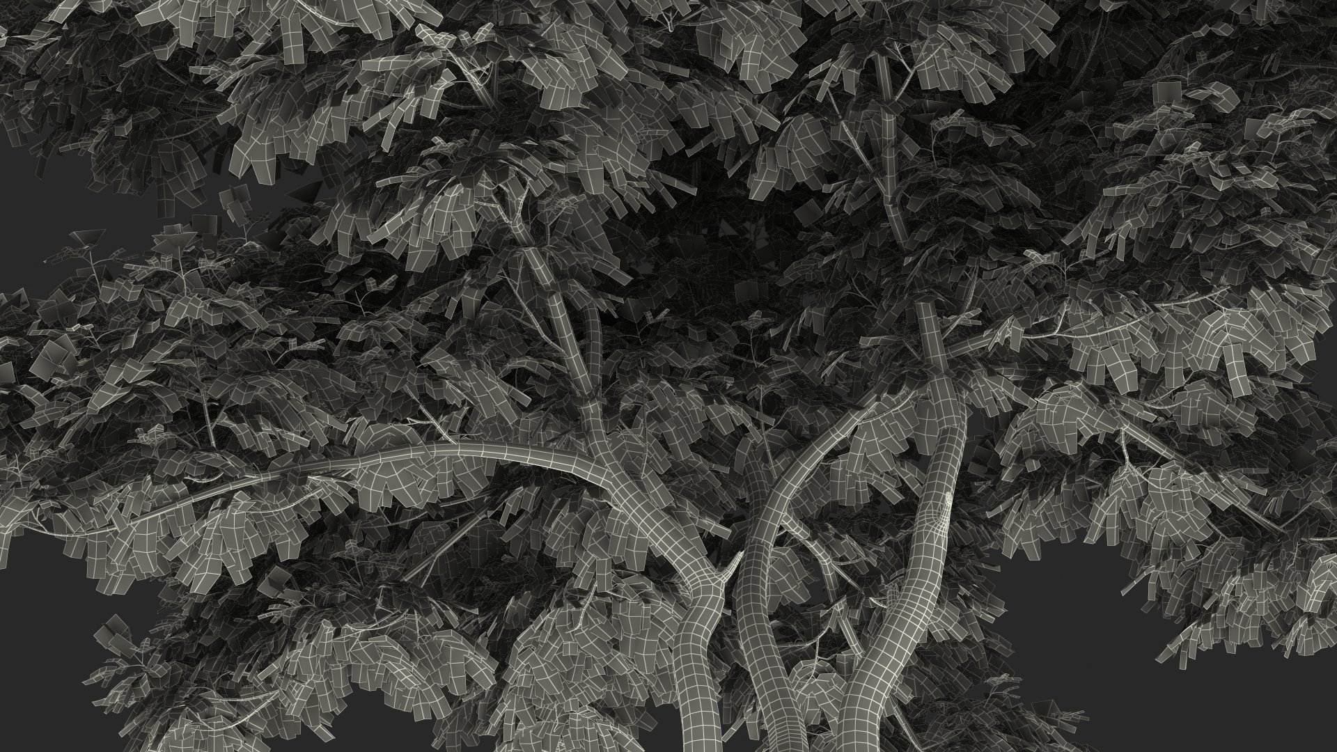 Albizia Lebbeck Blooming 3D model