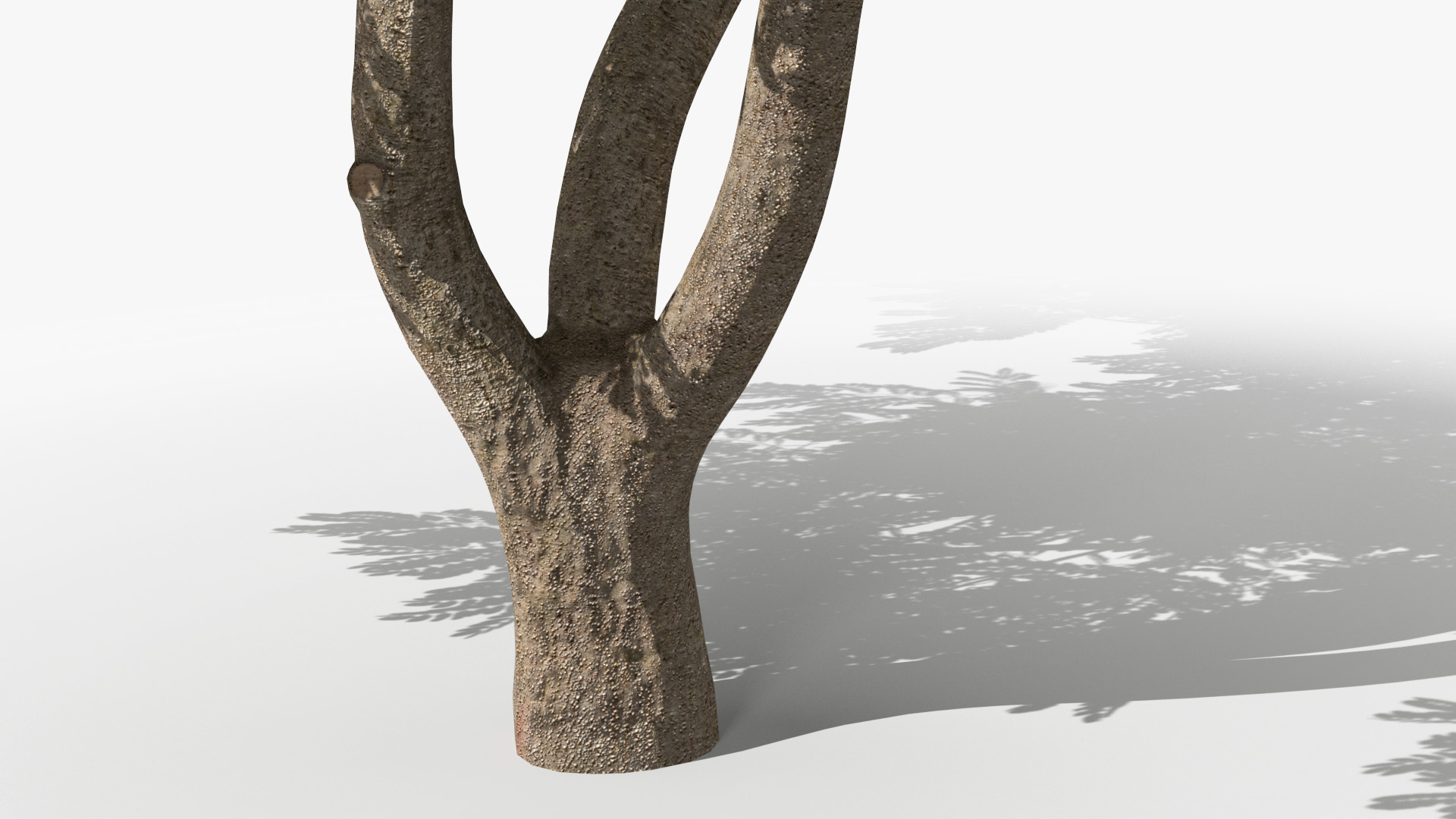 Albizia Lebbeck Blooming 3D model