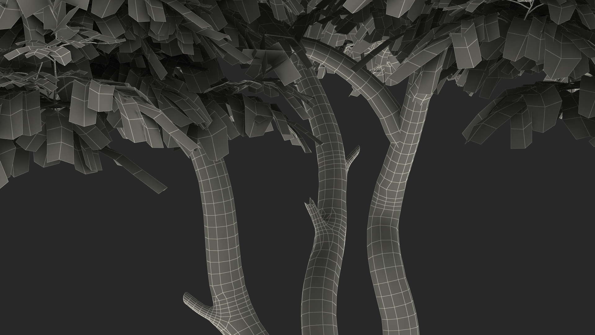 Albizia Lebbeck Blooming 3D model