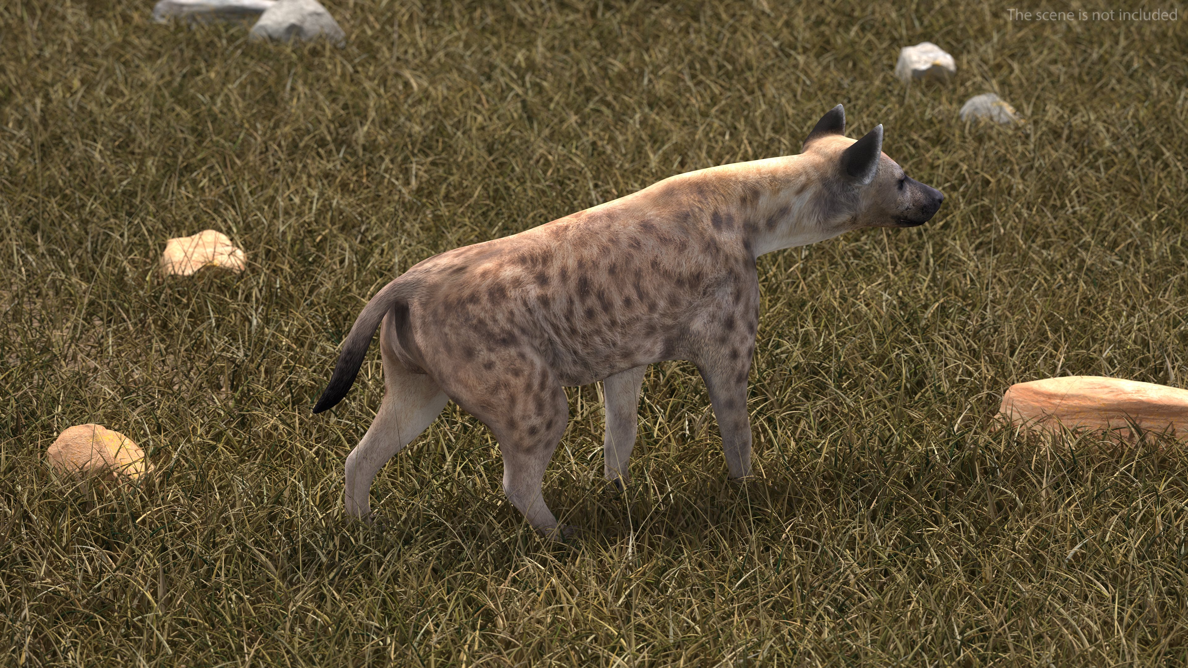 3D Hyena Walking Pose model