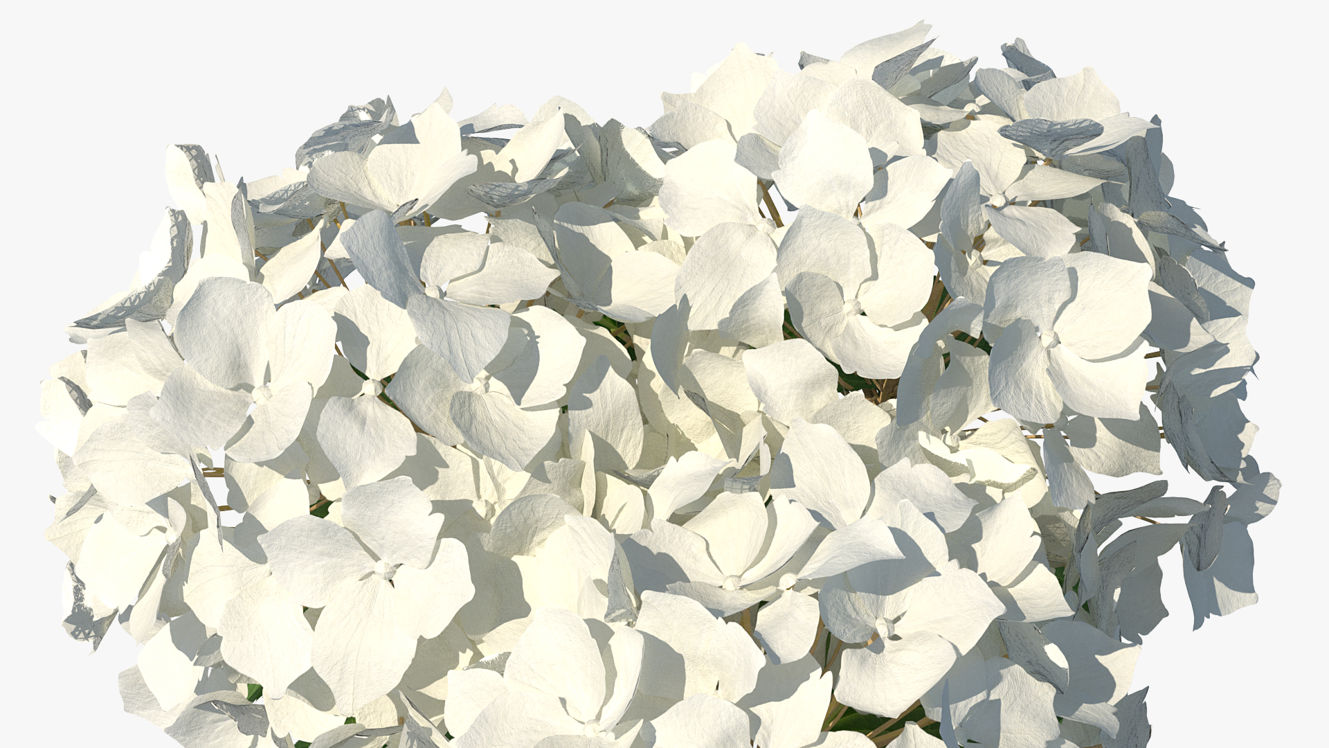 3D White Hydrangea Macrophylla in Glass Bowl