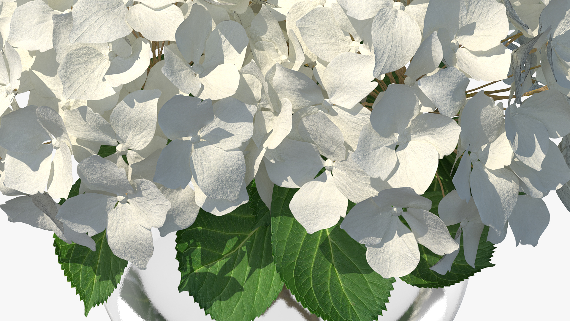 3D White Hydrangea Macrophylla in Glass Bowl