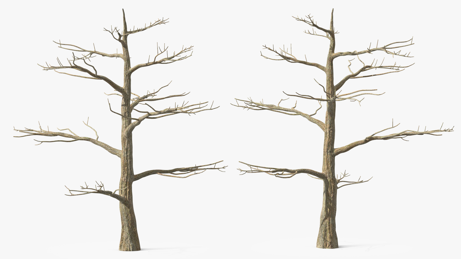 3D Podocarpus Trunk