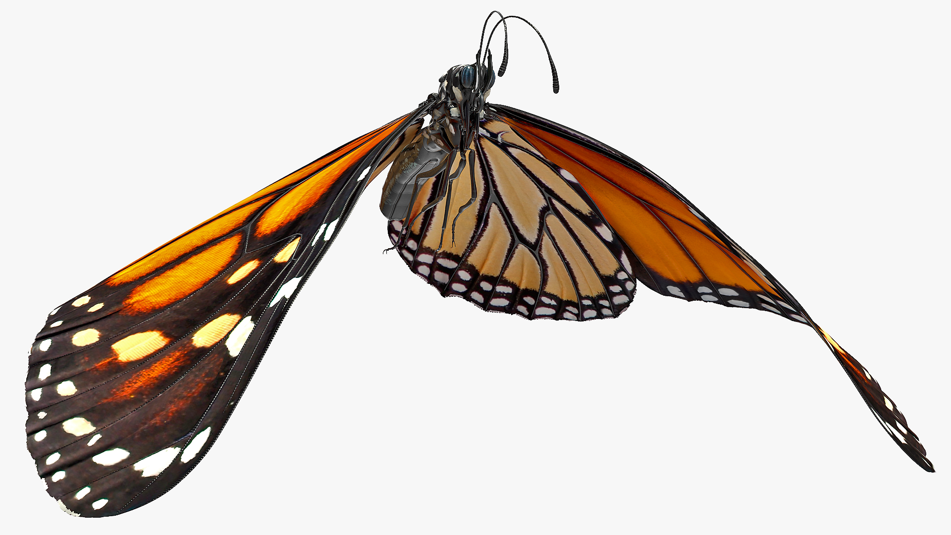 3D model Animated Flight Monarch Butterfly Rigged