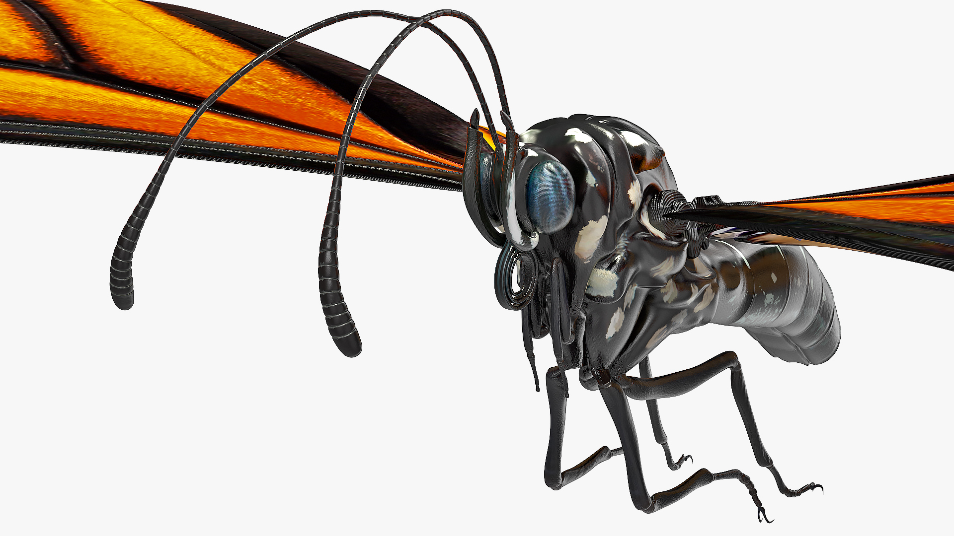 3D model Animated Flight Monarch Butterfly Rigged