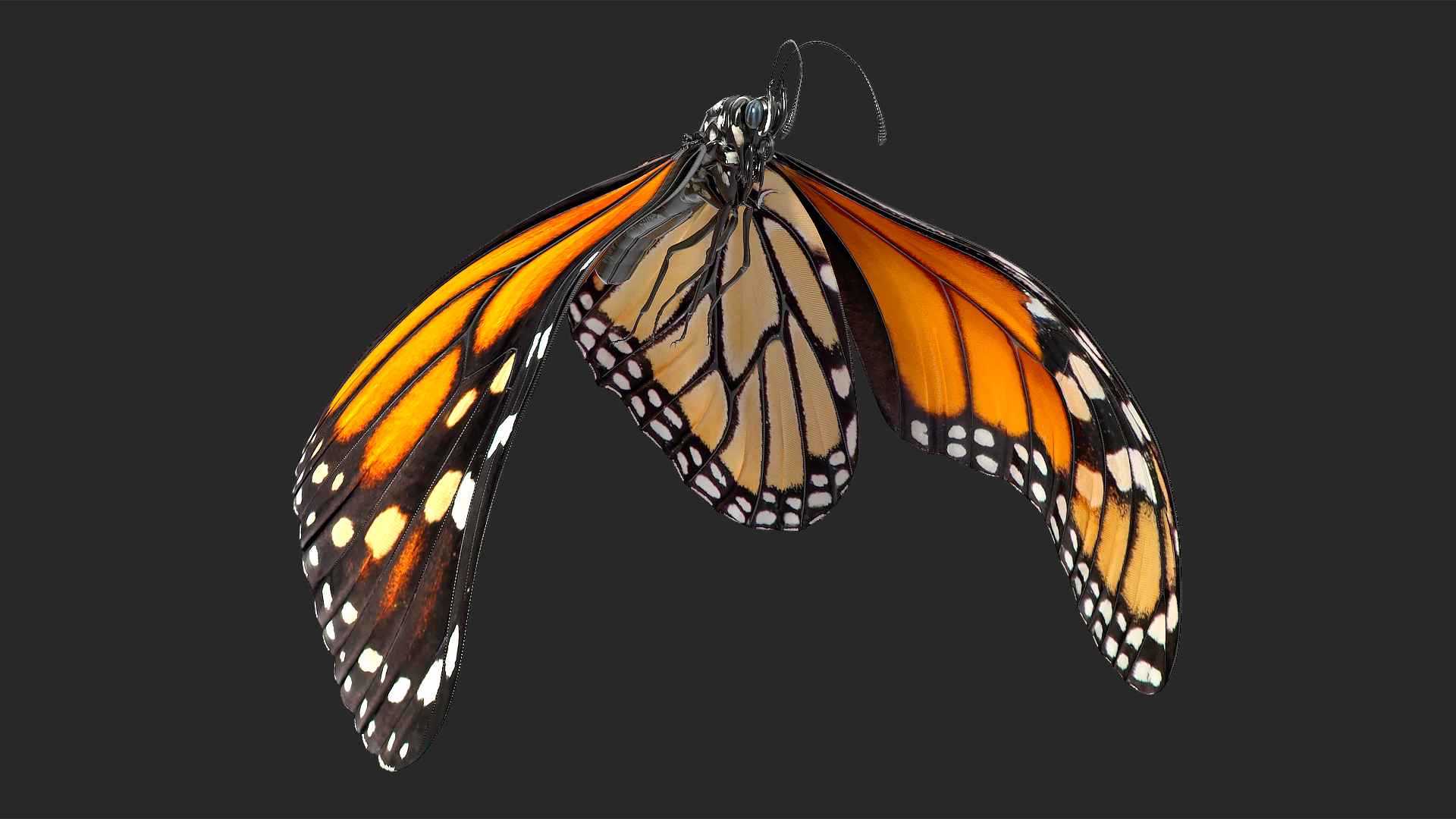 3D model Animated Flight Monarch Butterfly Rigged