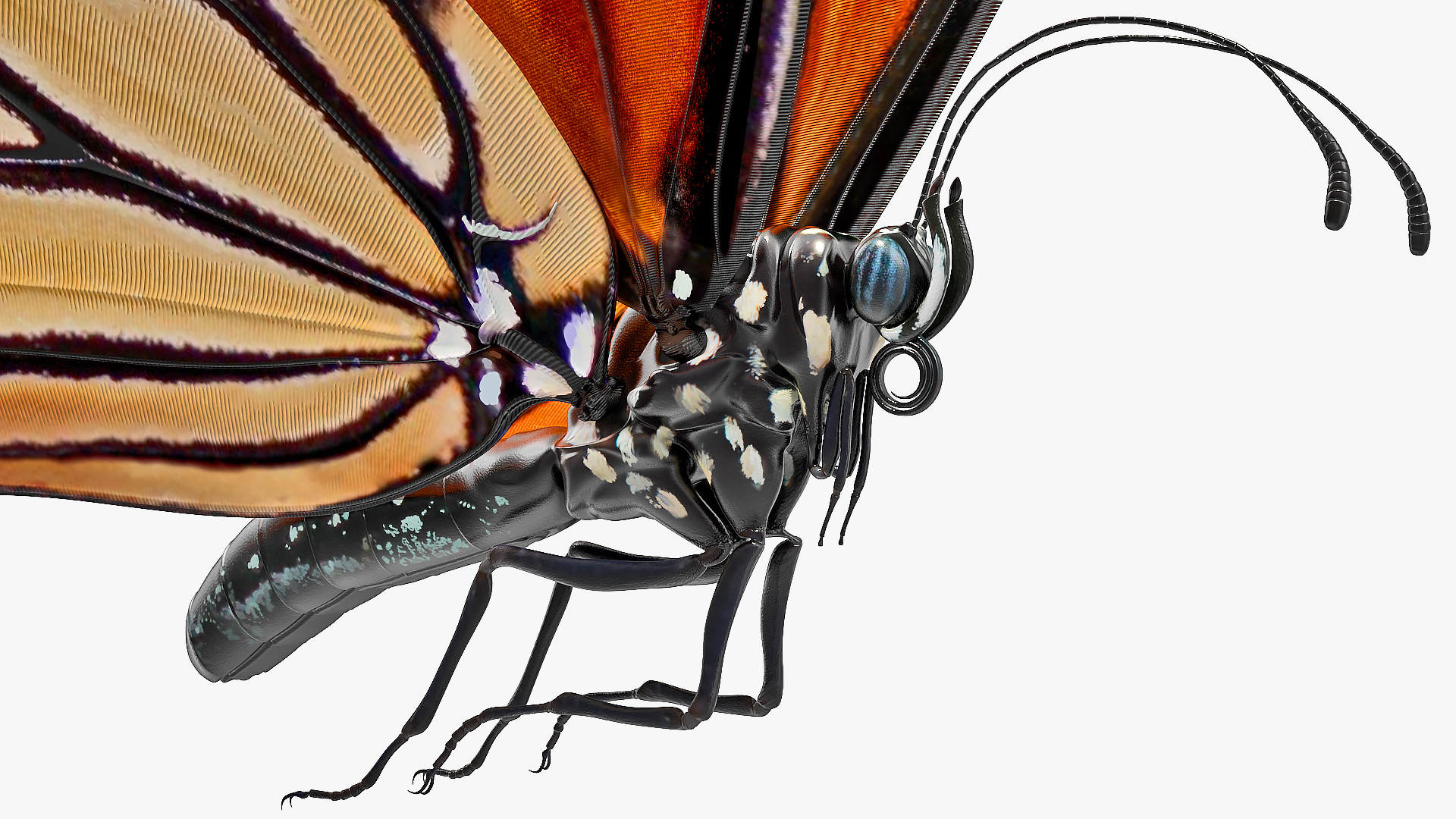 3D model Animated Flight Monarch Butterfly Rigged