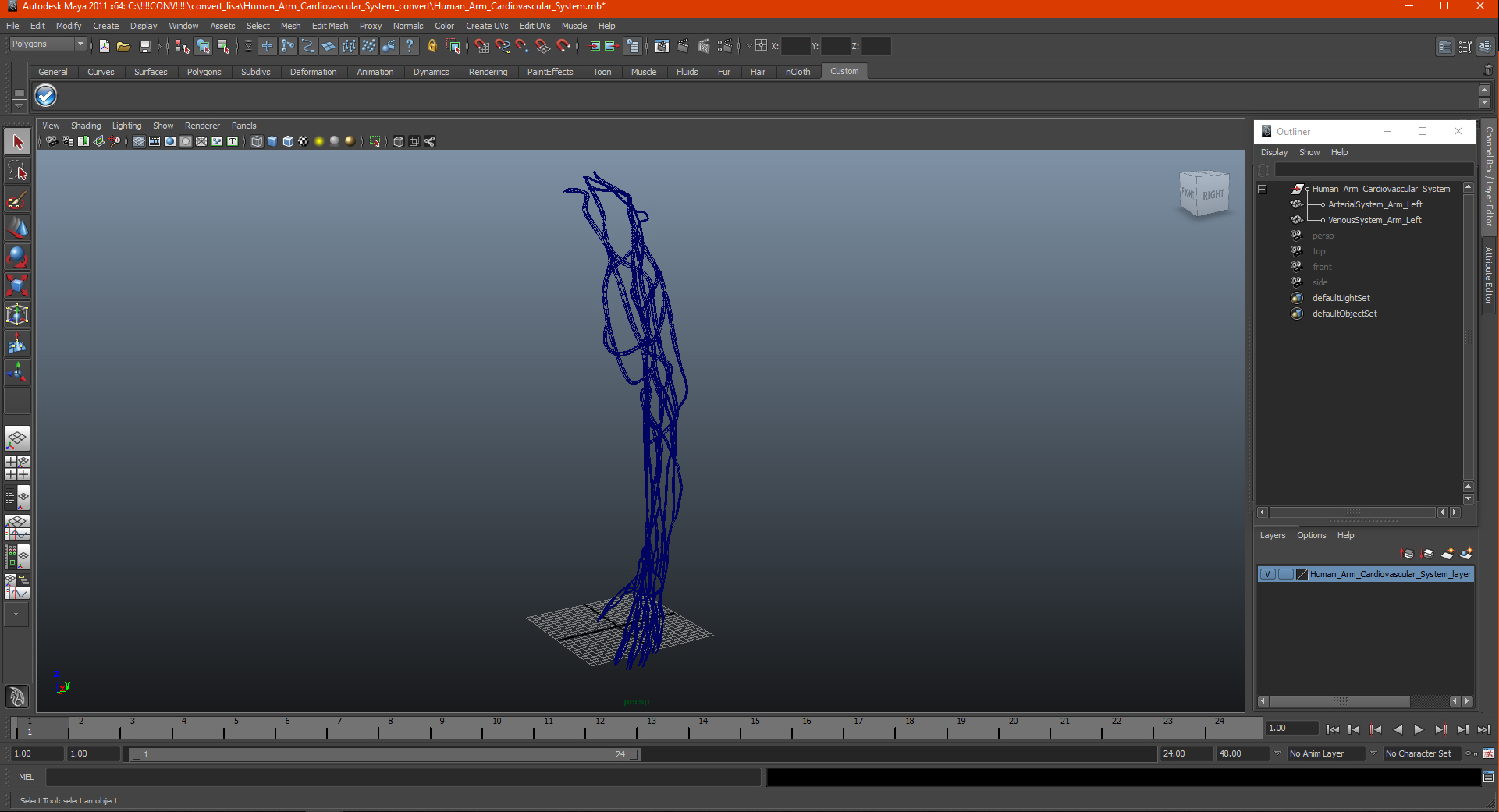 3D Human Arm Cardiovascular System