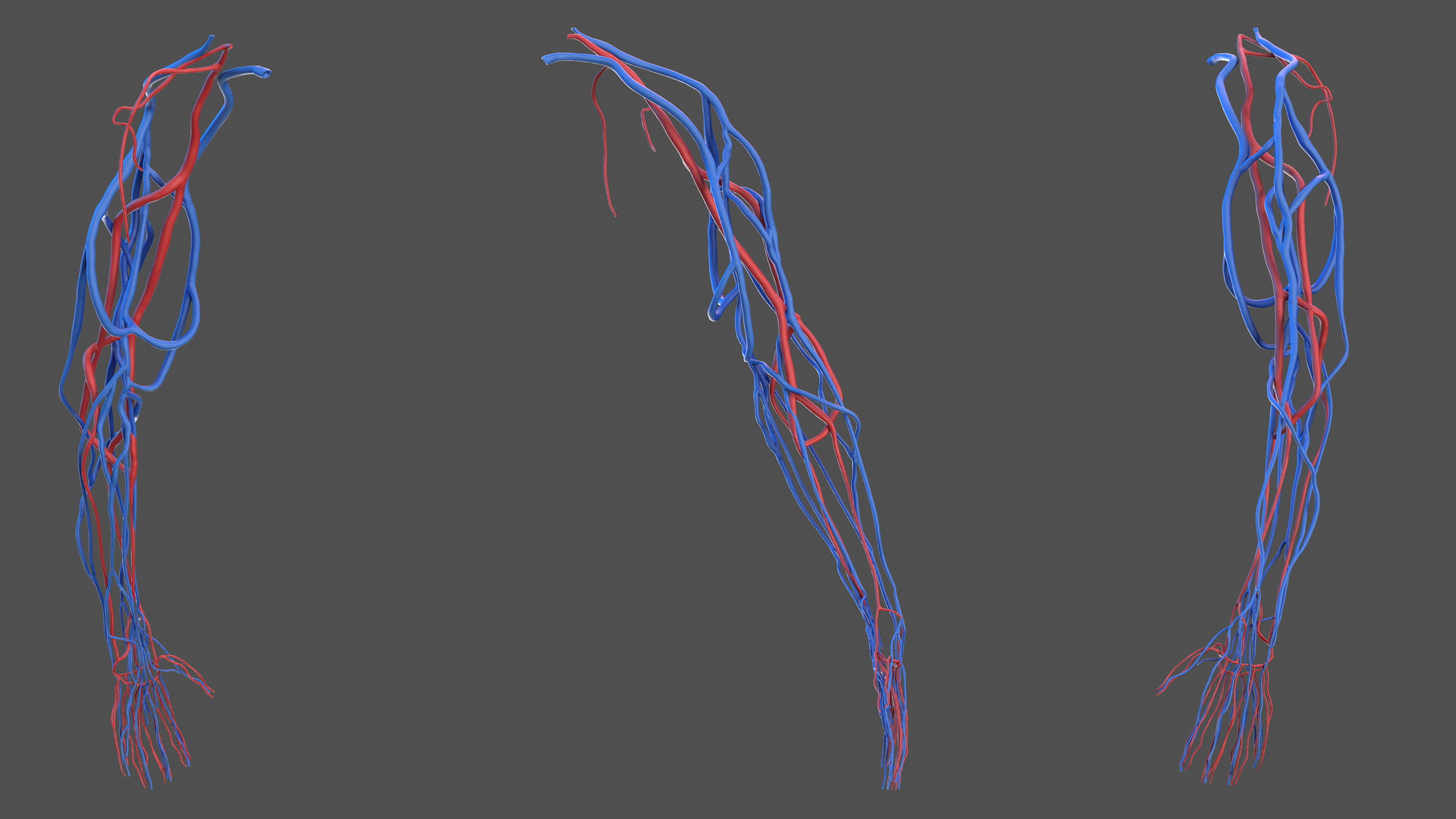 3D Human Arm Cardiovascular System