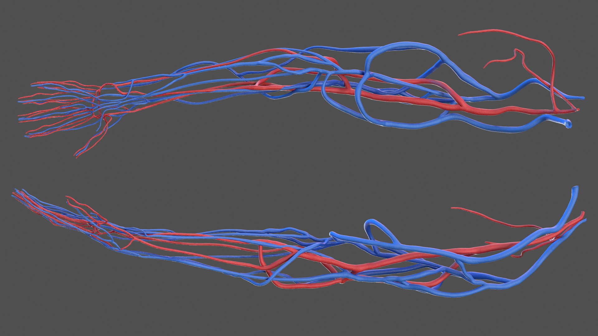 3D Human Arm Cardiovascular System