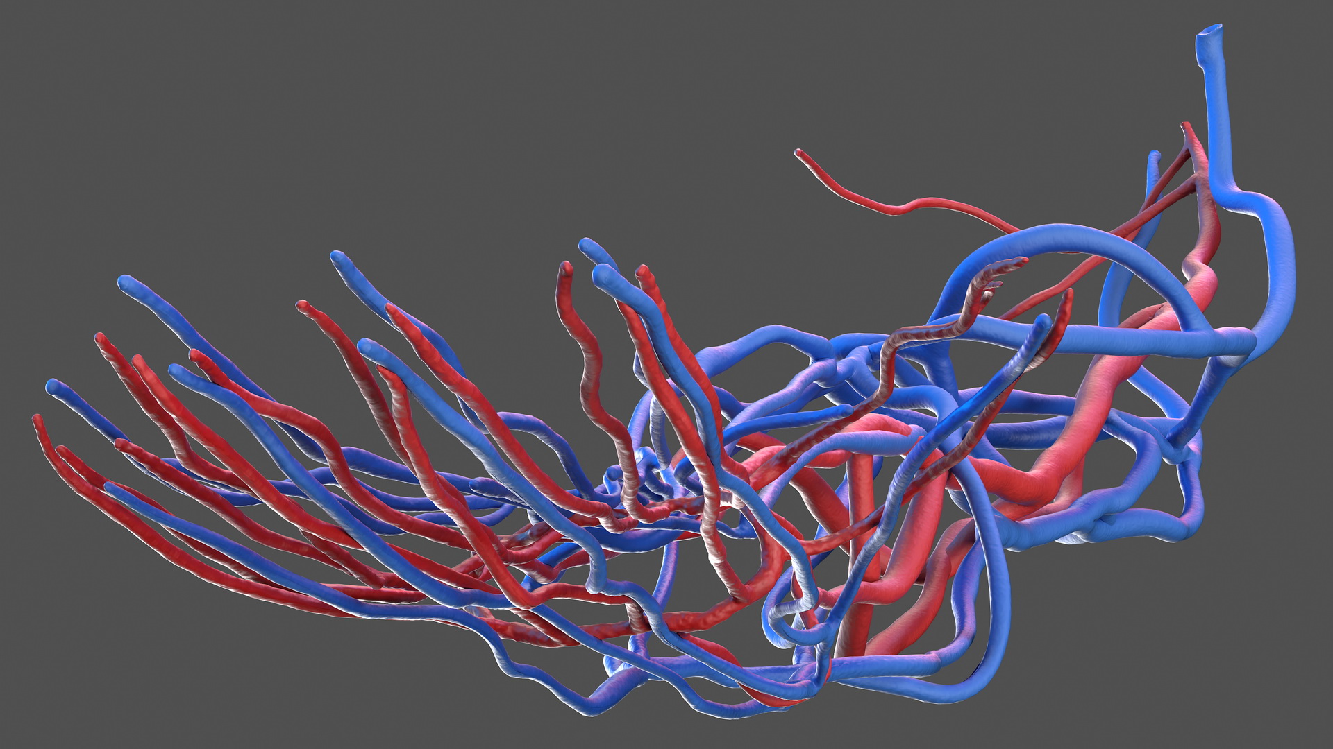 3D Human Arm Cardiovascular System