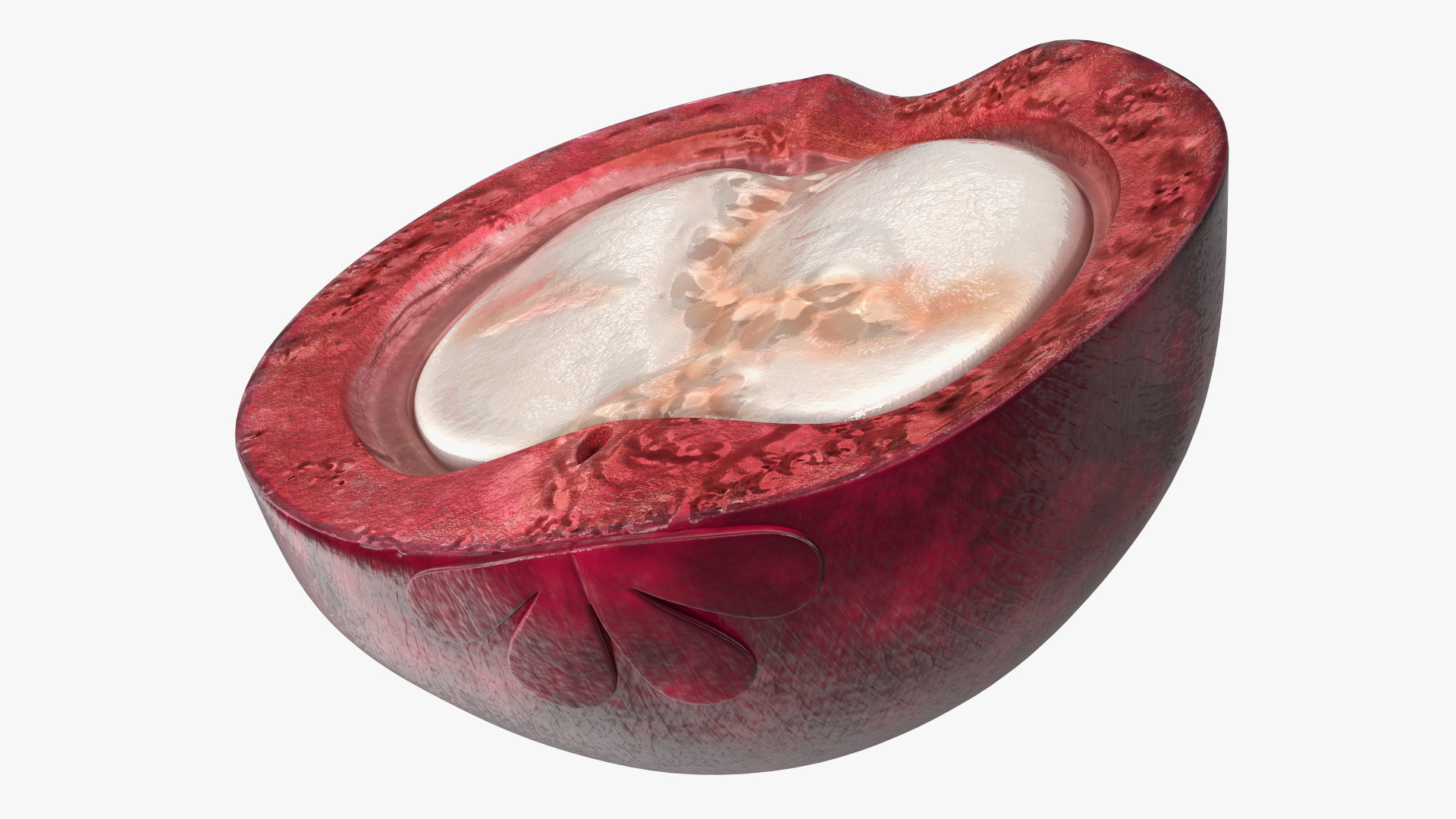 3D Thailand Mangosteen Whole and Half Cut model