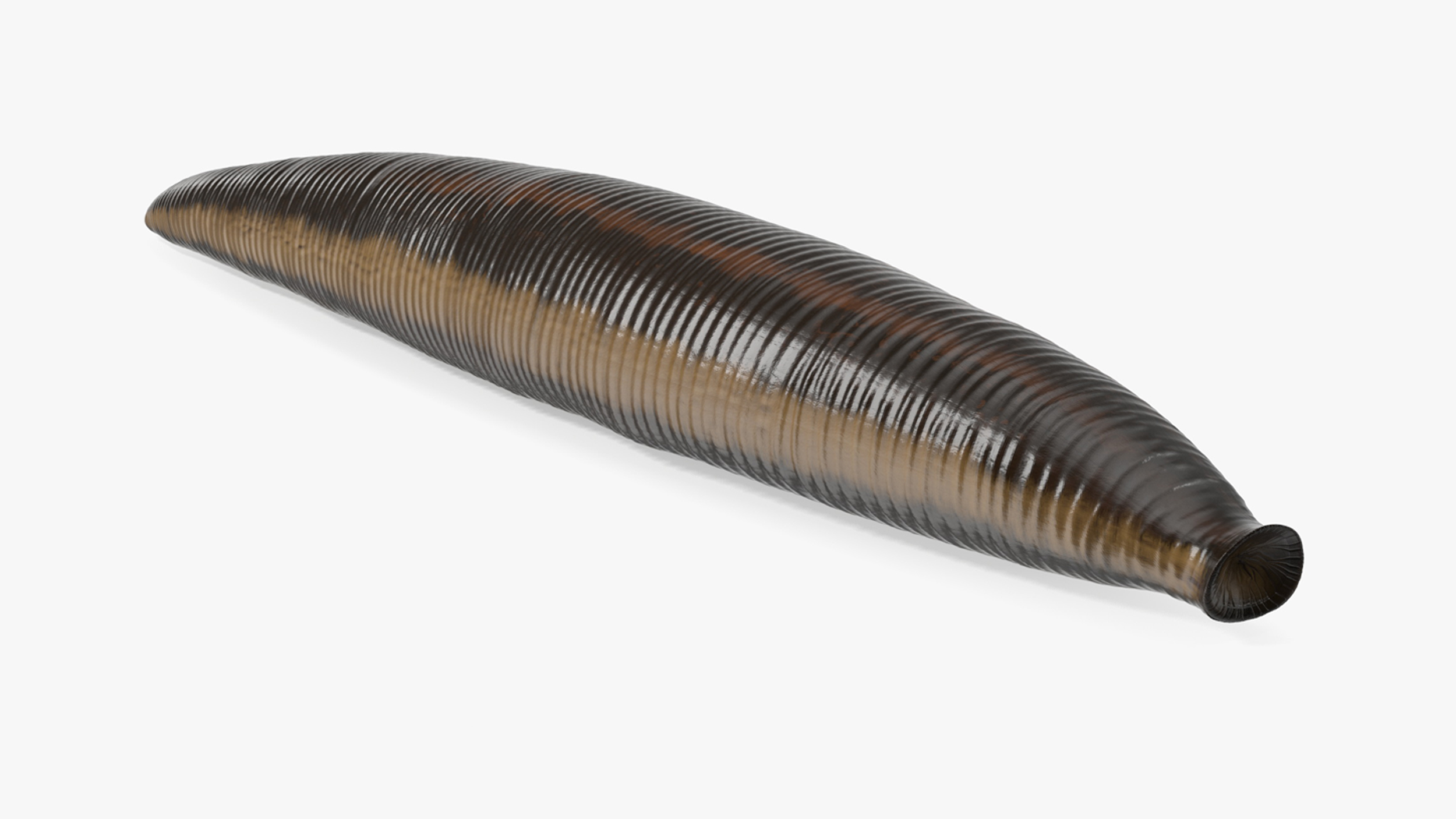 Hirudo Medicinalis Rigged for Maya 3D model