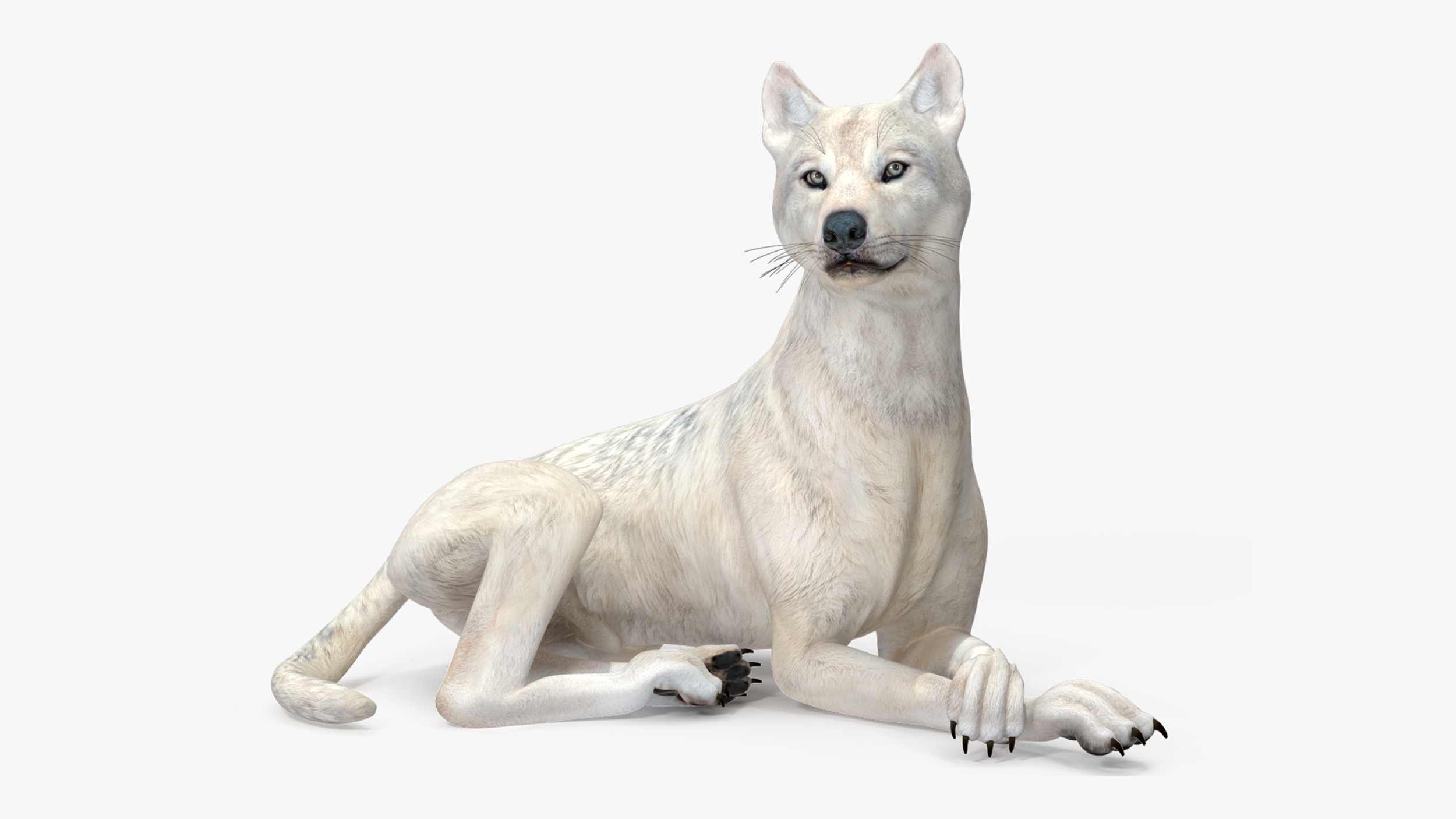 3D White Wolf Rigged for Cinema 4D