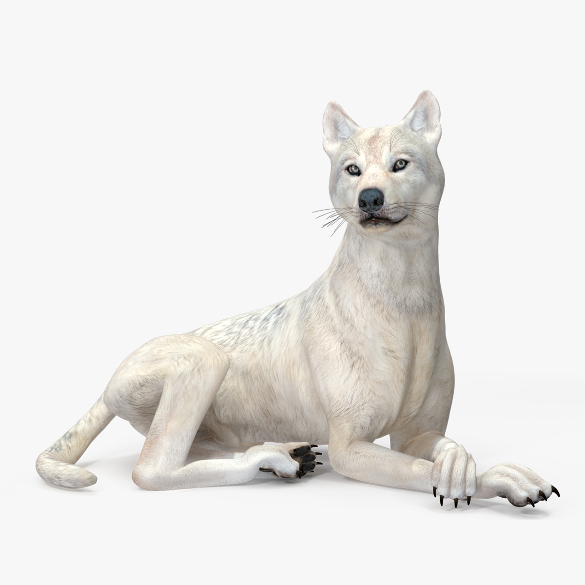 3D White Wolf Rigged for Cinema 4D
