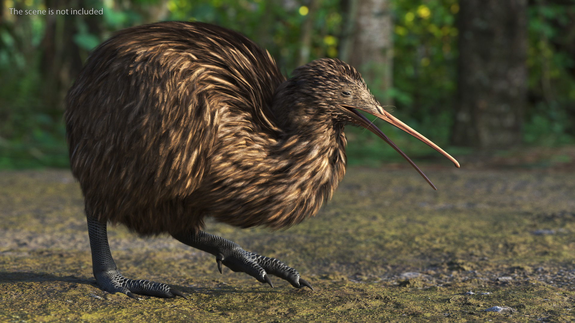 3D Kiwi Bird Rigged