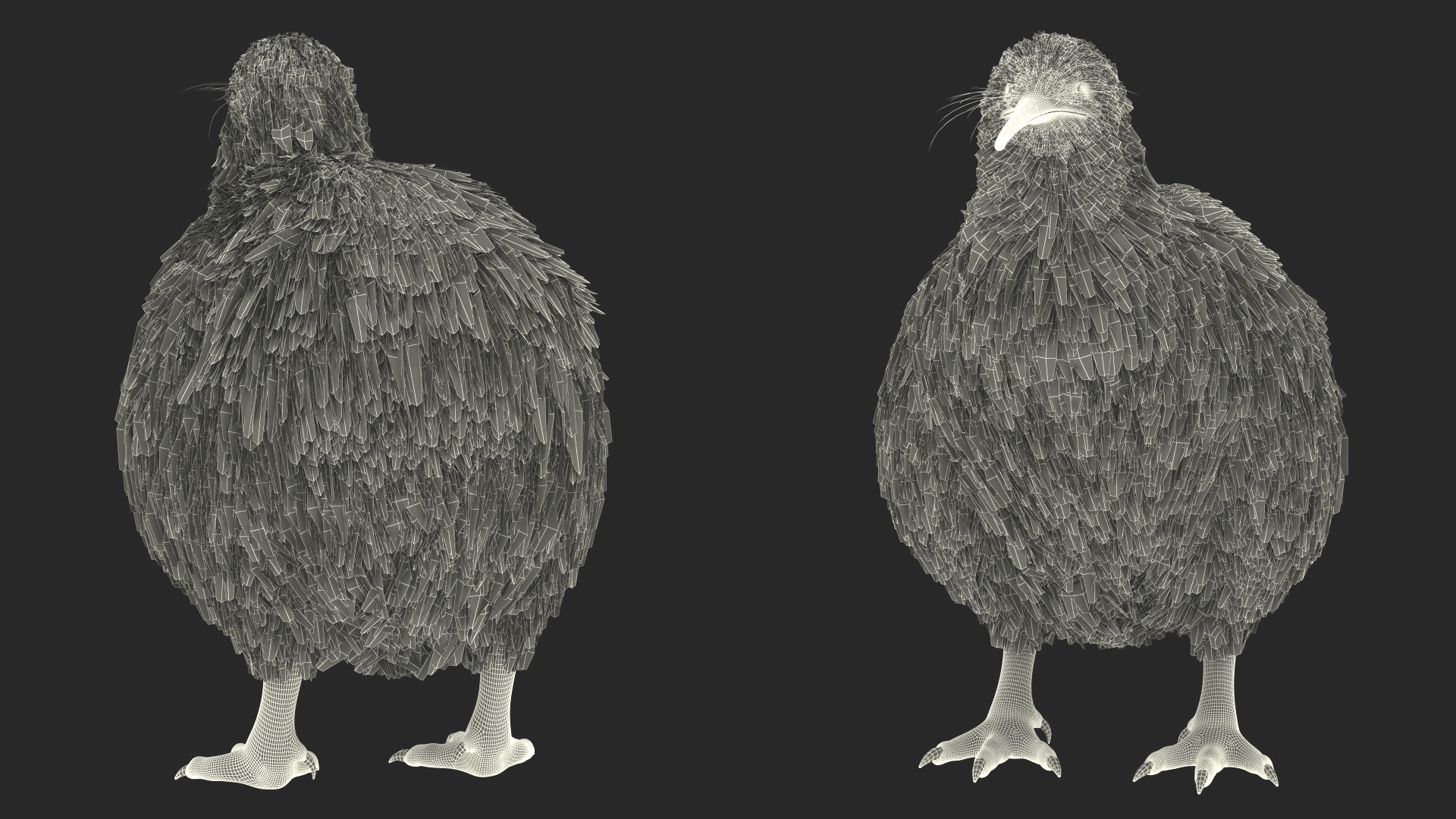 3D Kiwi Bird Rigged