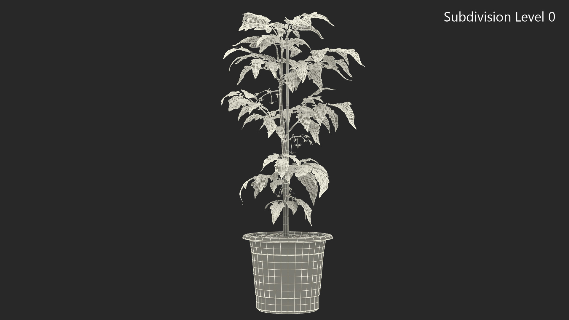 3D Tomato Plant Pot with Flowers Fur model