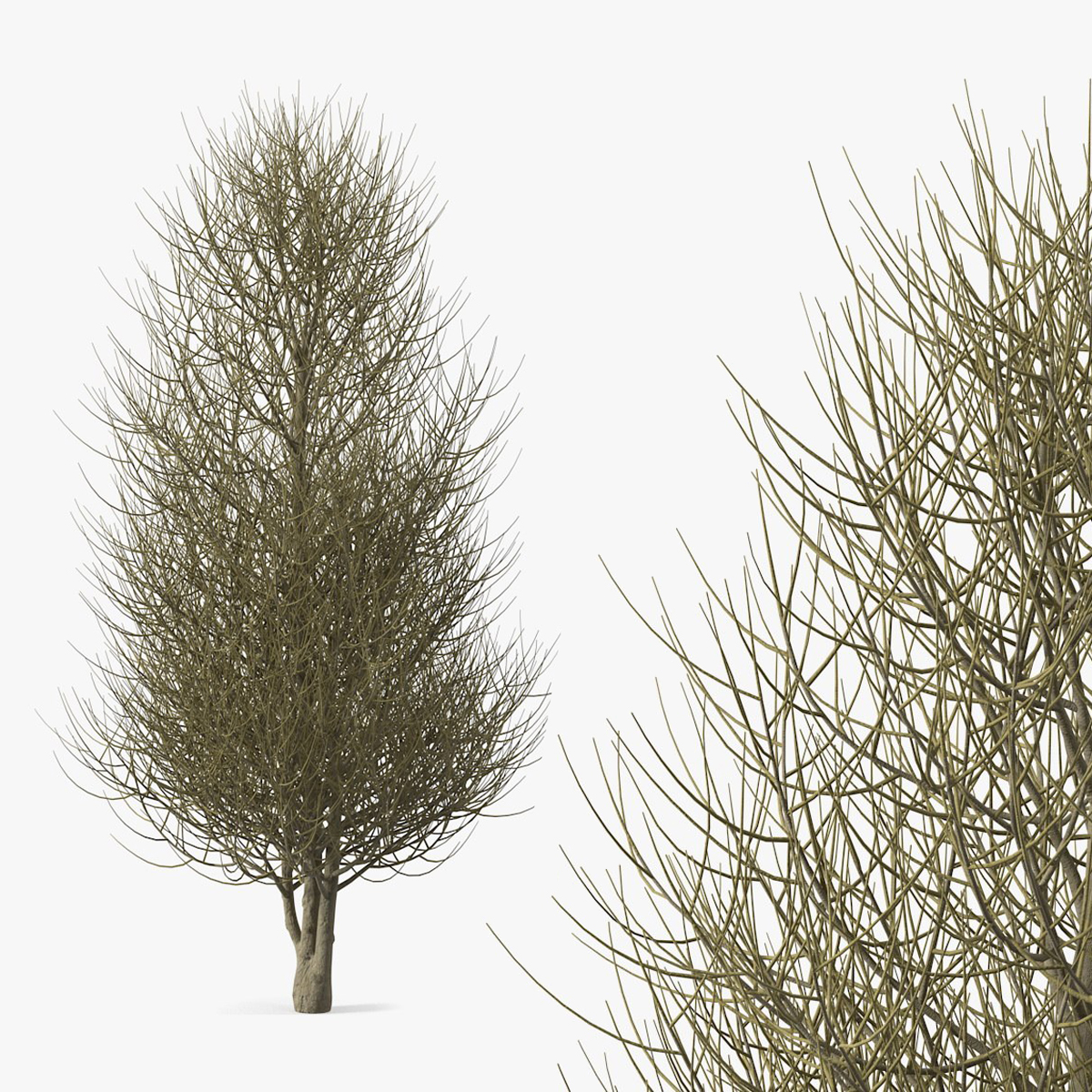 Laurel Barkwood Tree 3D model preview