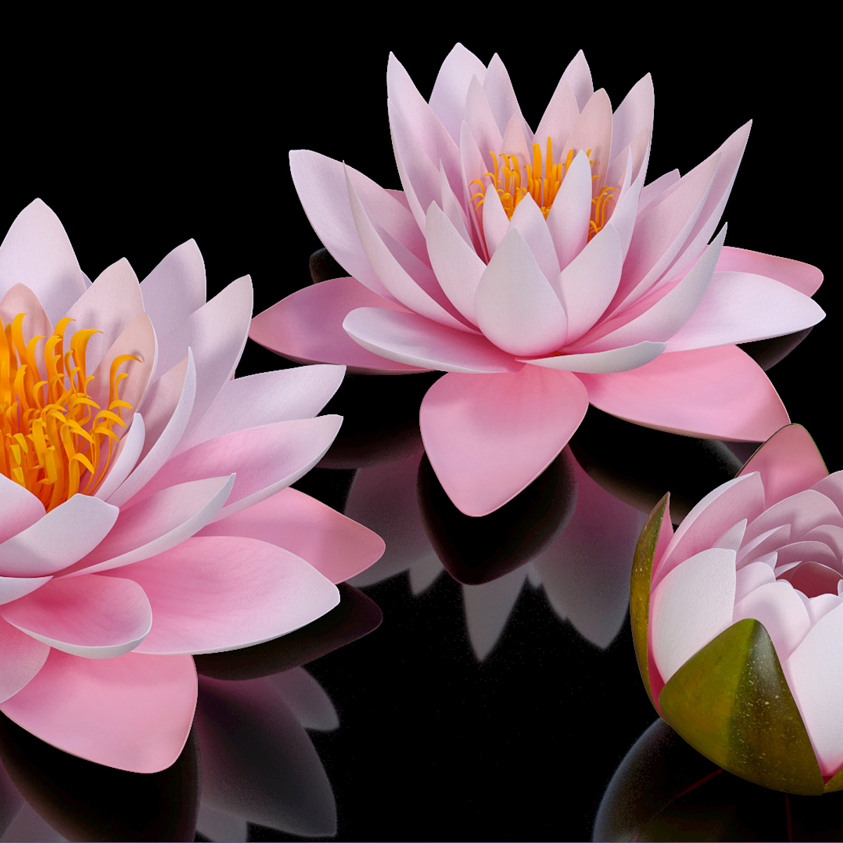 Nymphaea Colorado Pink Lily Kit