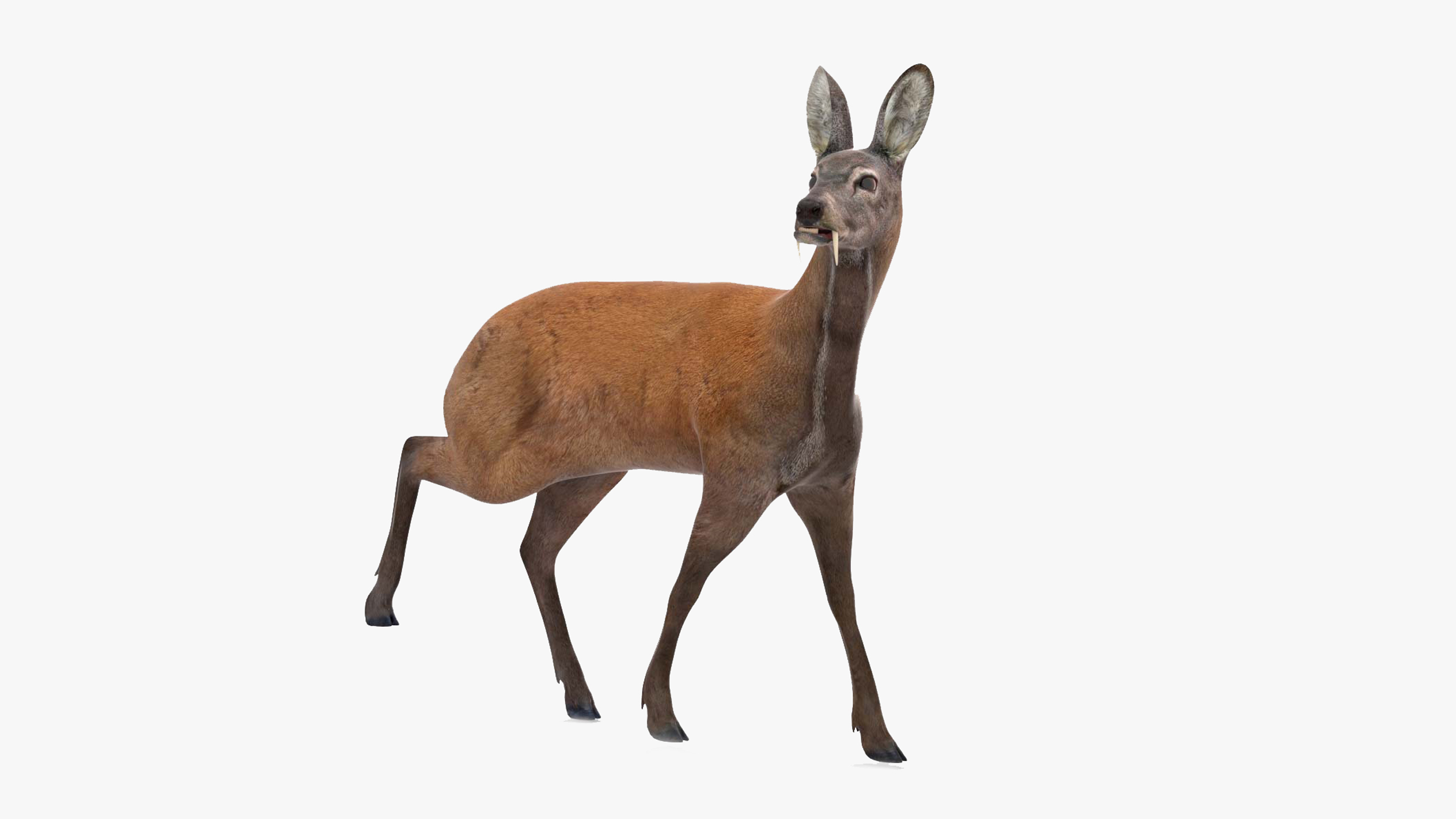 Siberian Musk Deer Rigged for Cinema 4D 3D model